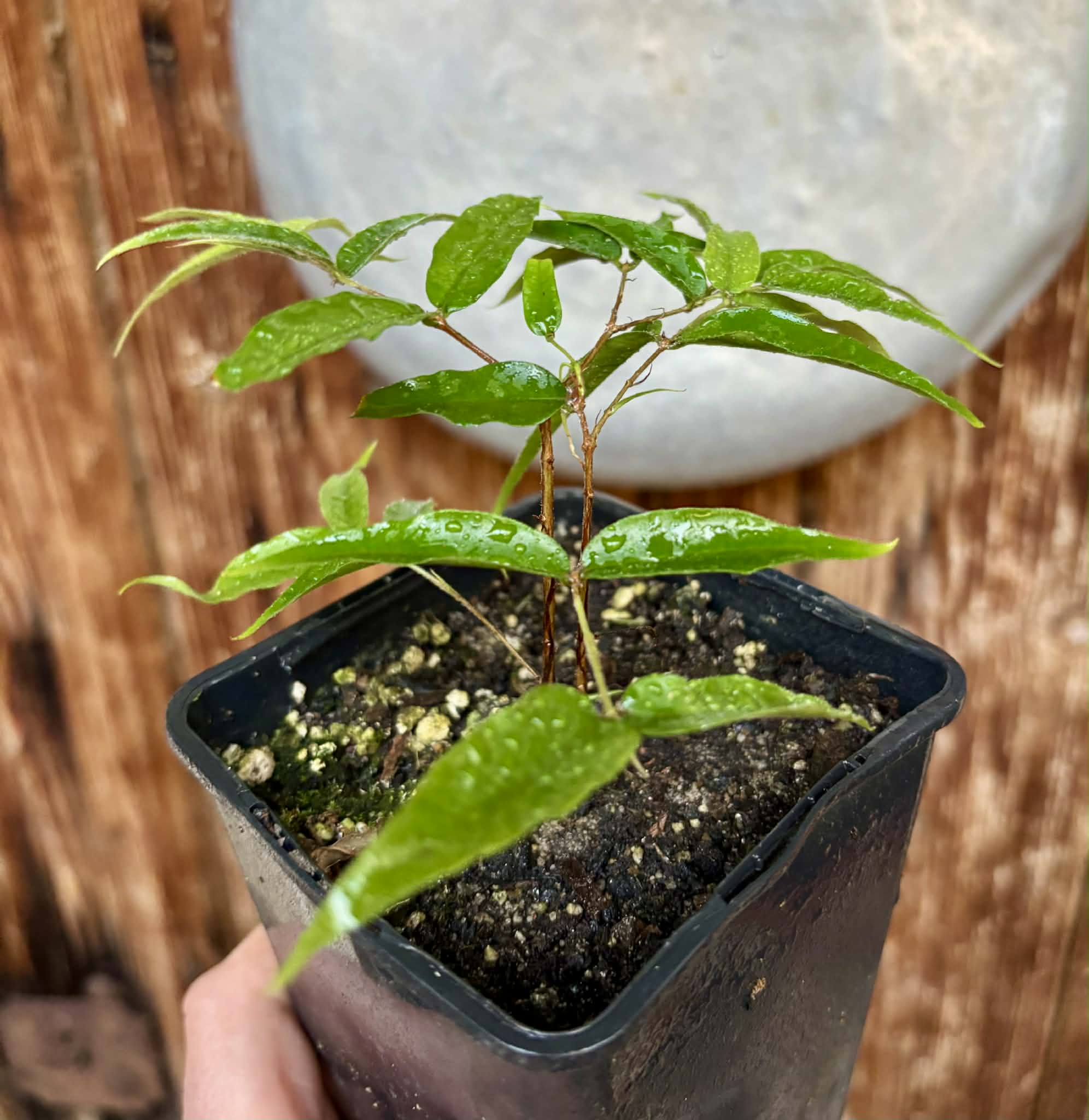 Plinia sp Ibirapitanga -  1 potted seedling / 1 getopfter Sämling