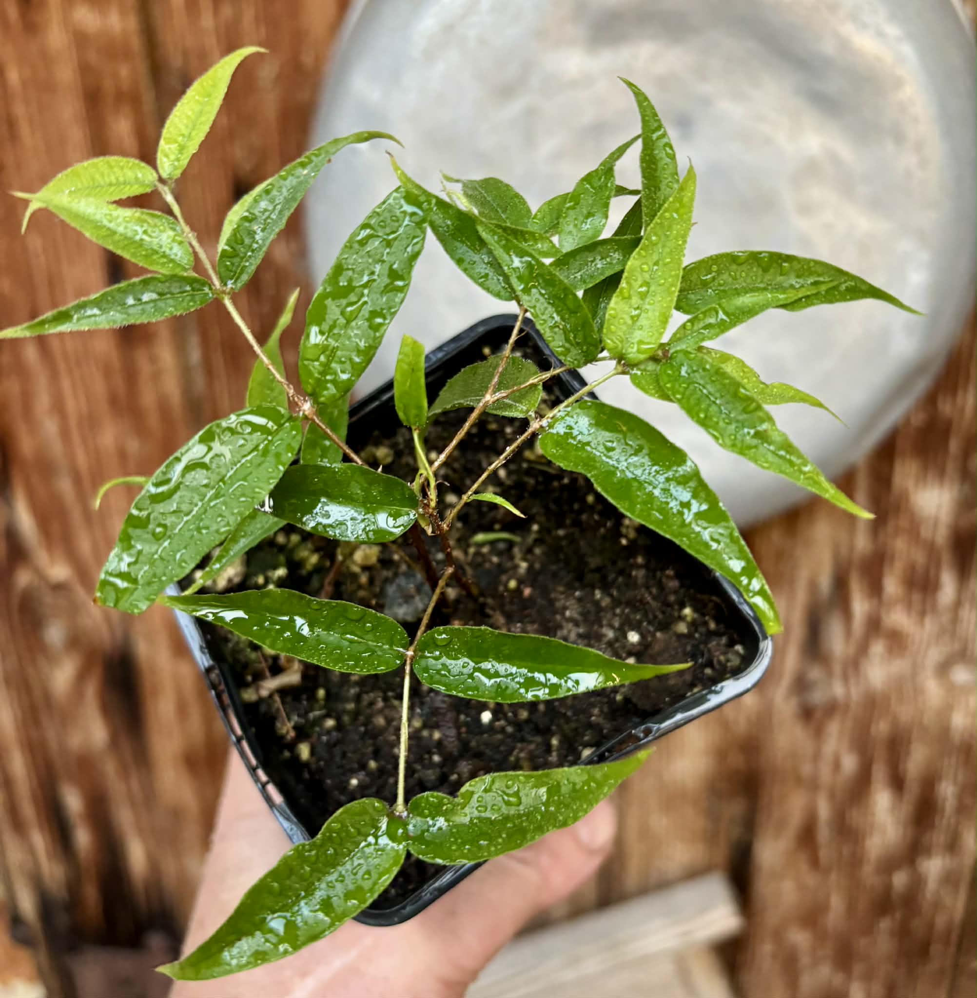 Plinia sp Ibirapitanga -  1 potted seedling / 1 getopfter Sämling
