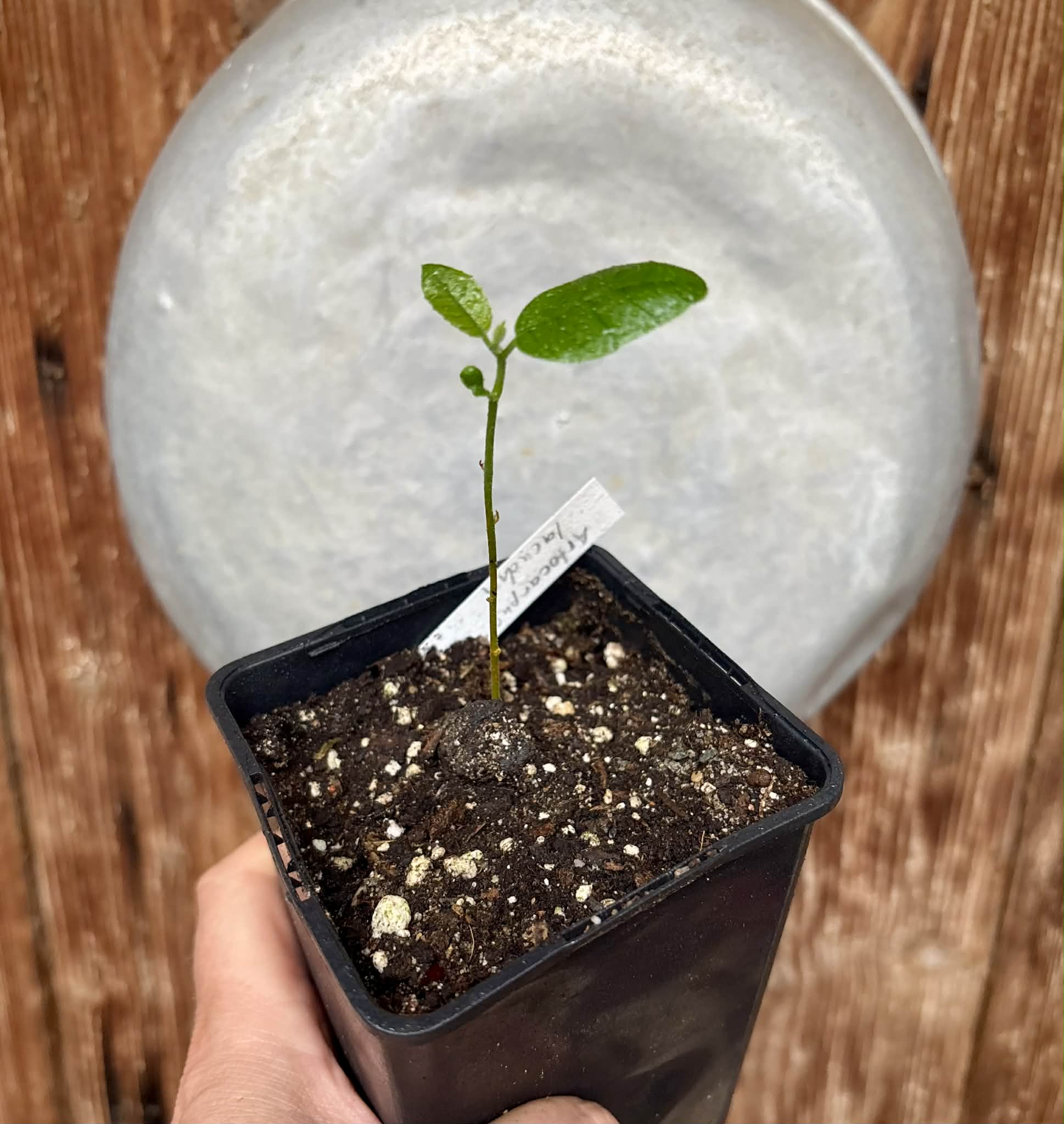 Artocarpus lacucha - Lakoocha  -  1 potted seedling / 1 getopfter Sämling
