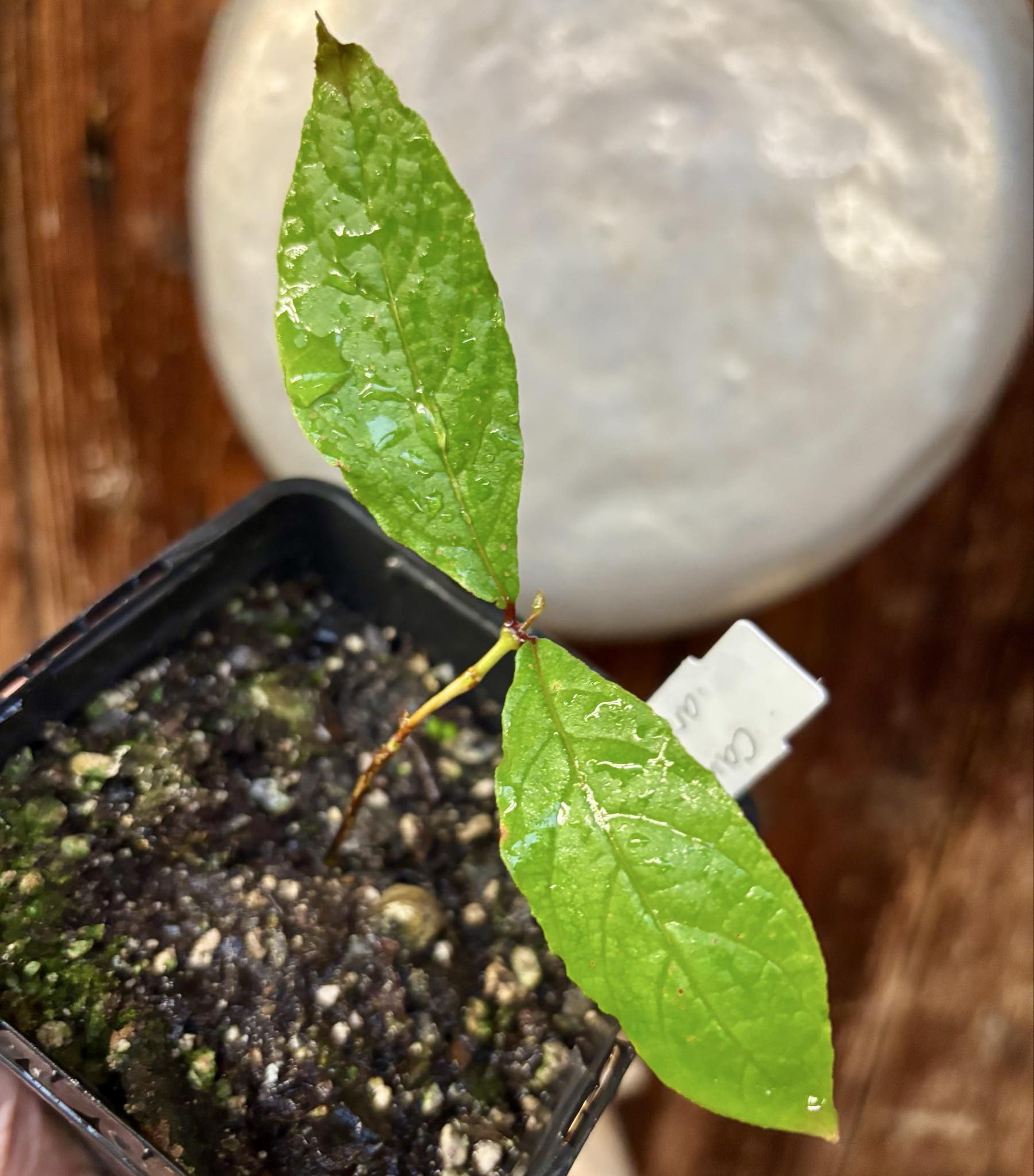 Campomanesia aromatica - Guabiraba - 1 small potted seedling / 1 kleiner, getopfter Sämling Campomanesia aromatica - Guabiraba - 1 small potted seedling / 1 kleiner, getopfter Sämling