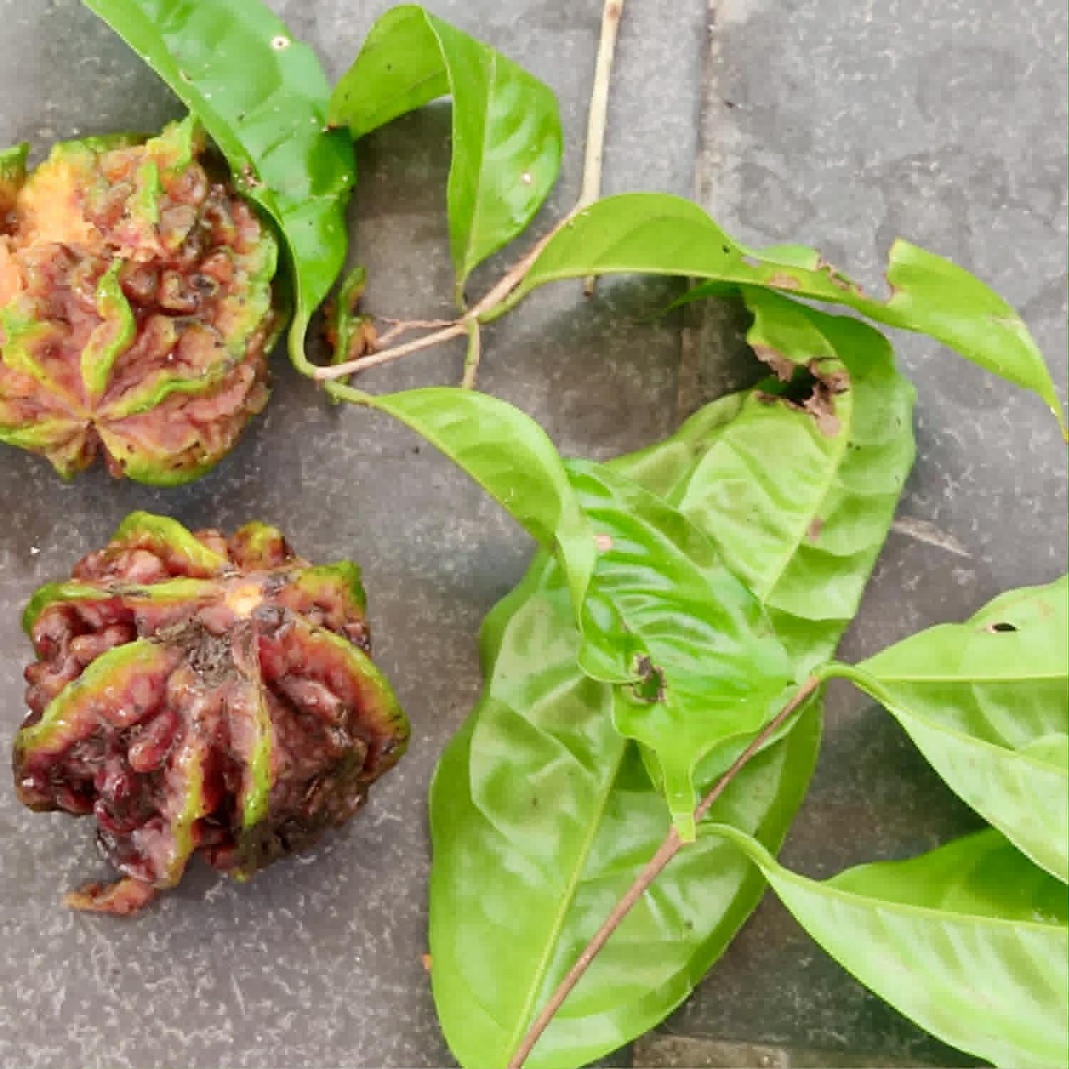 Pre Order - Eugenia sp Carambola - 1 fresh seed / 1 frischer Samen