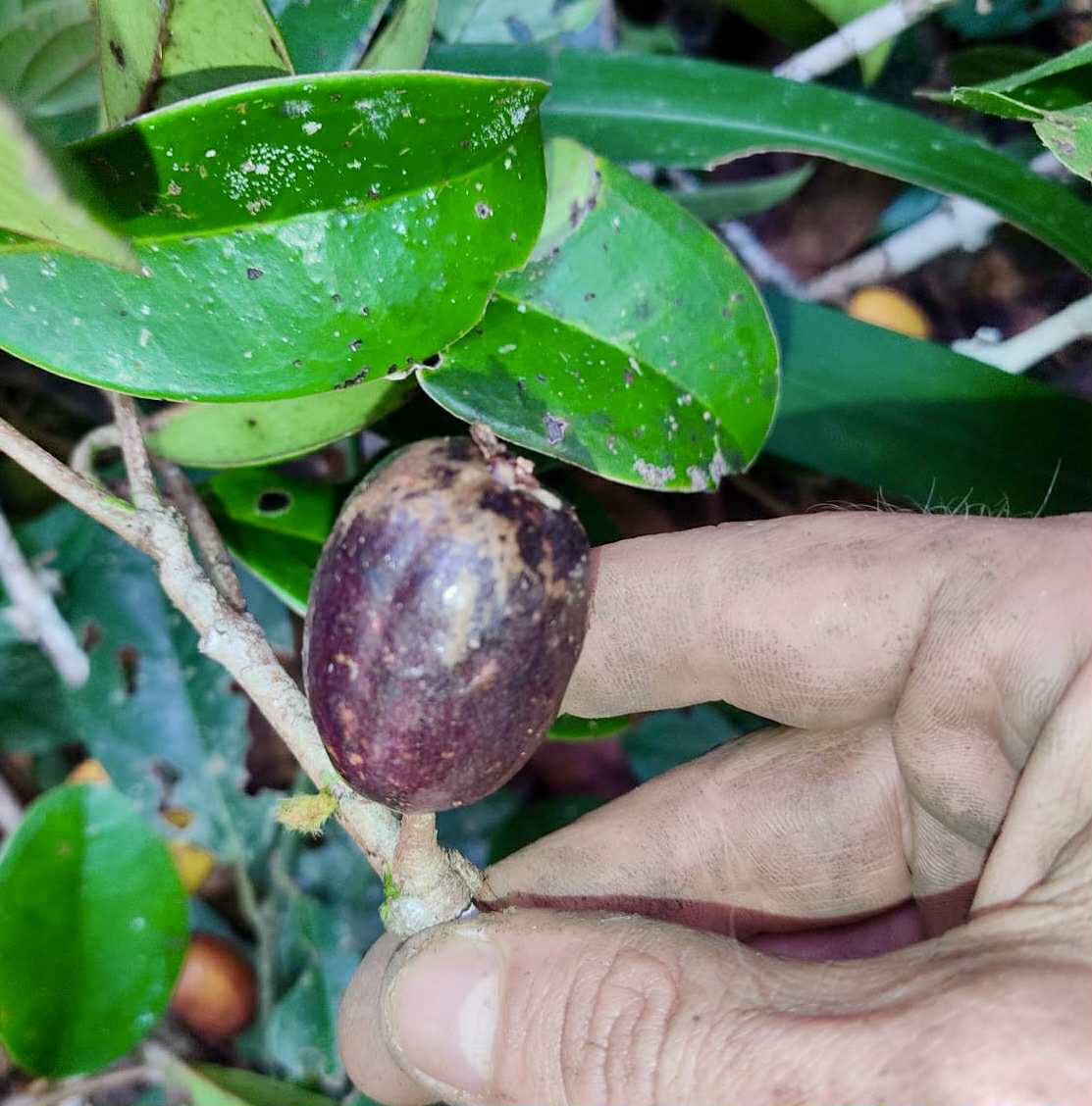 Eugenia sp Essencia negra - 1 germinated seed / 1 gekeimter Samen Eugenia sp Essencia negra - 1 germinated seed / 1 gekeimter Samen