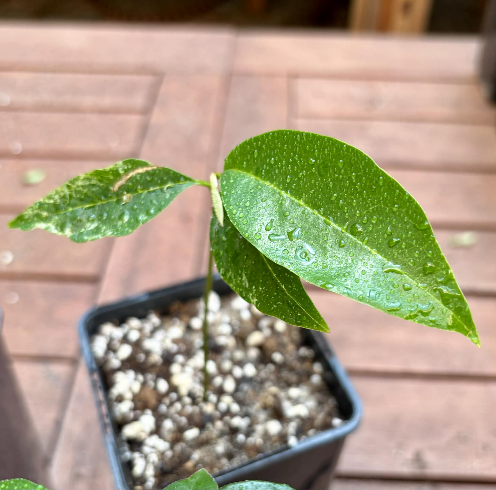 Collection of 5 exotic fruit plants for beginners  -  5 different potted plants / 5 verschiedene, getopfte Pflanzen