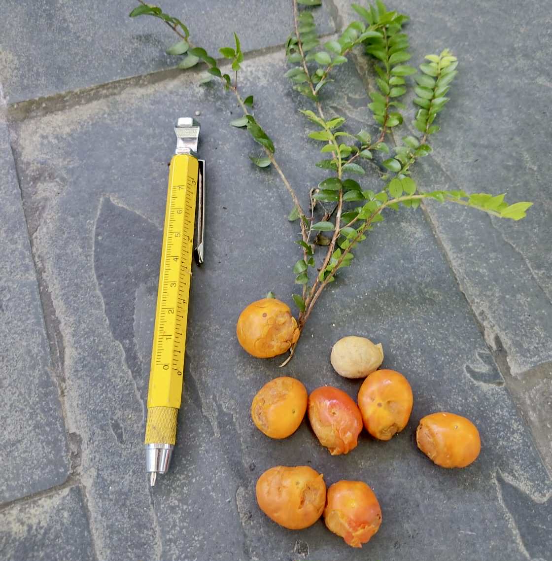 Myrciaria sp Nara -  1 fresh seed / 1 frischer Samen