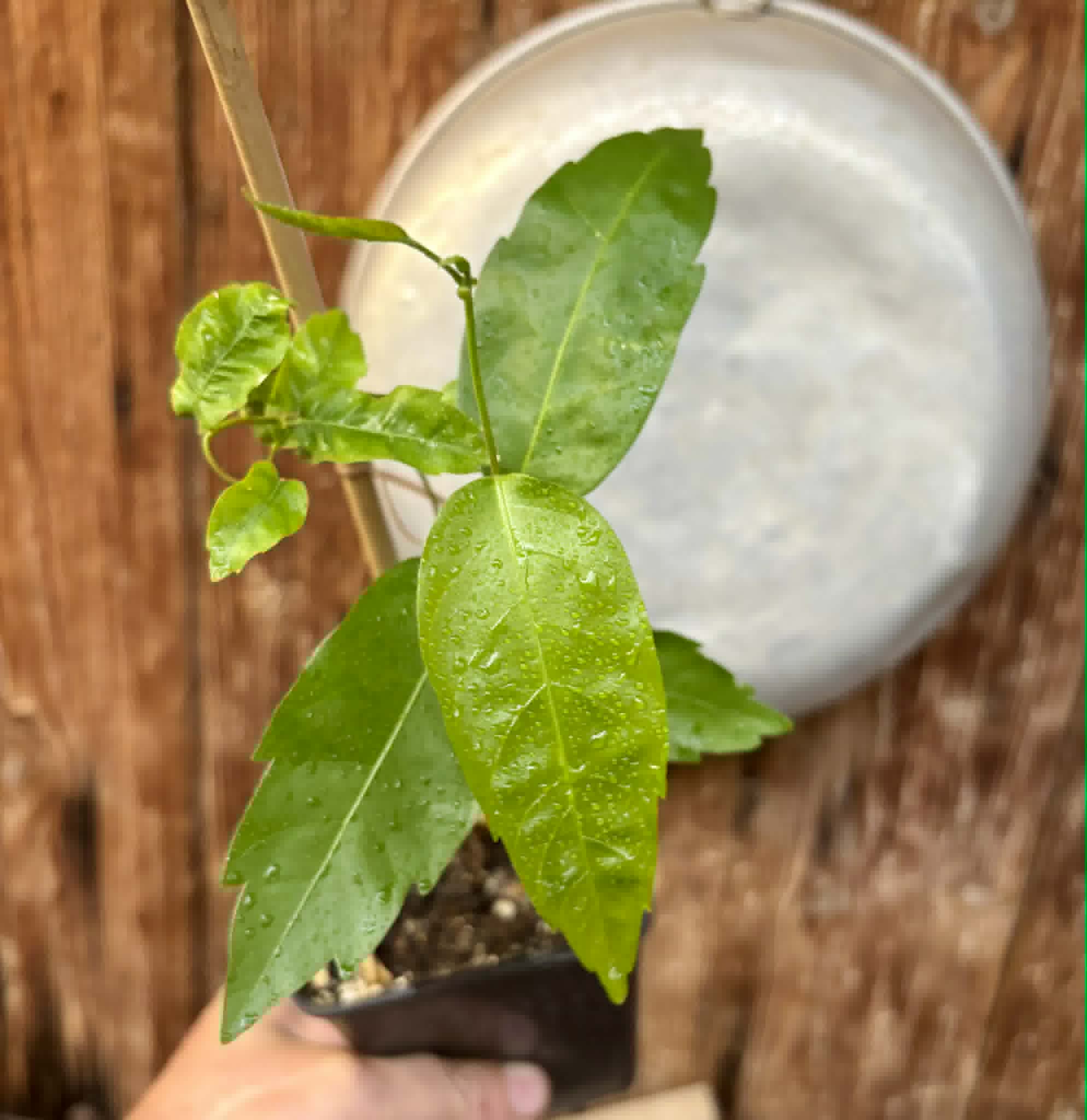 Guaraná (Paullinia cupana) - 1 potted seedling / 1 getopfter Sämling