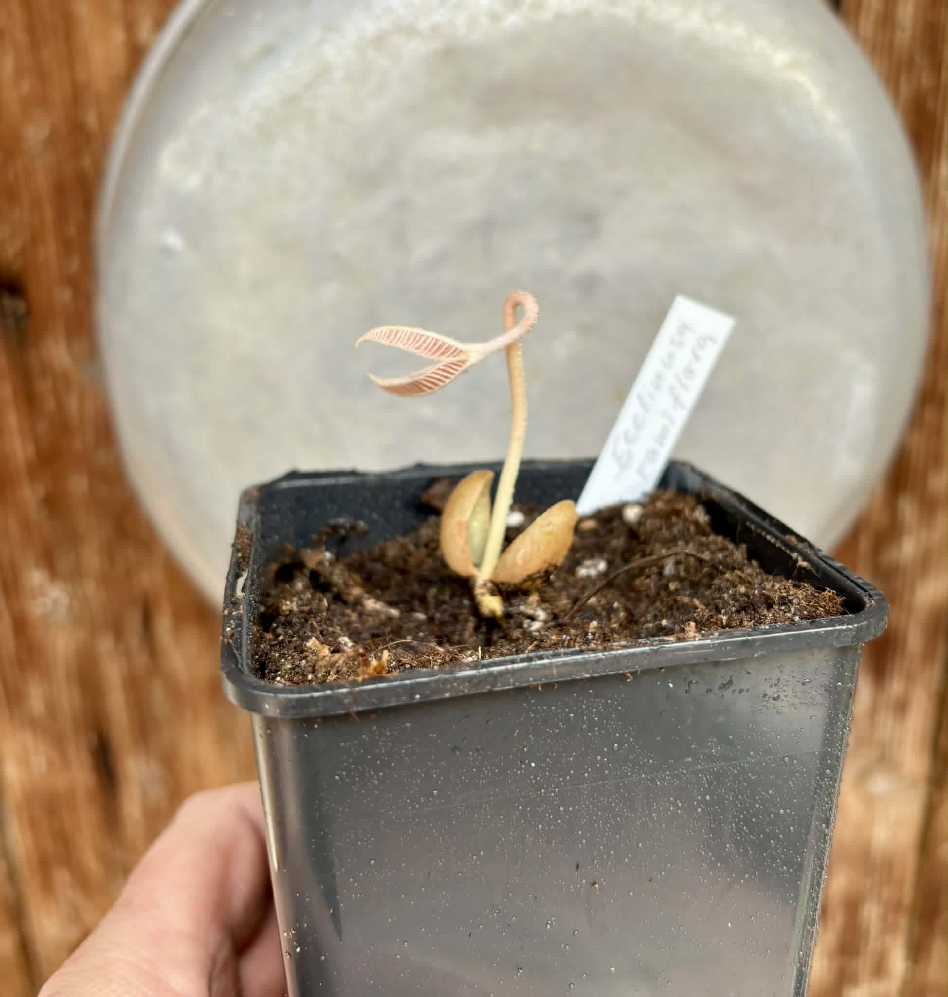 Ecclinusa ramiflora -  1 potted seedling / 1 getopfter Sämling