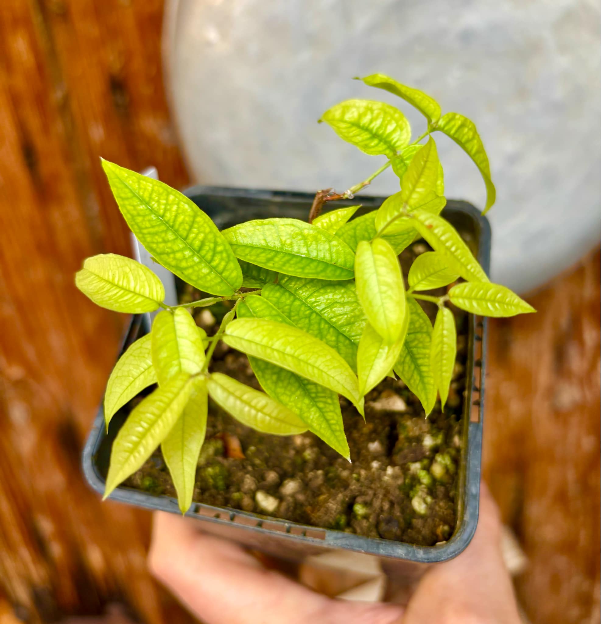 Plinia aureana var. Branca Gigante Otto Anderson - 1 potted plant / 1 getopfte Pflanze