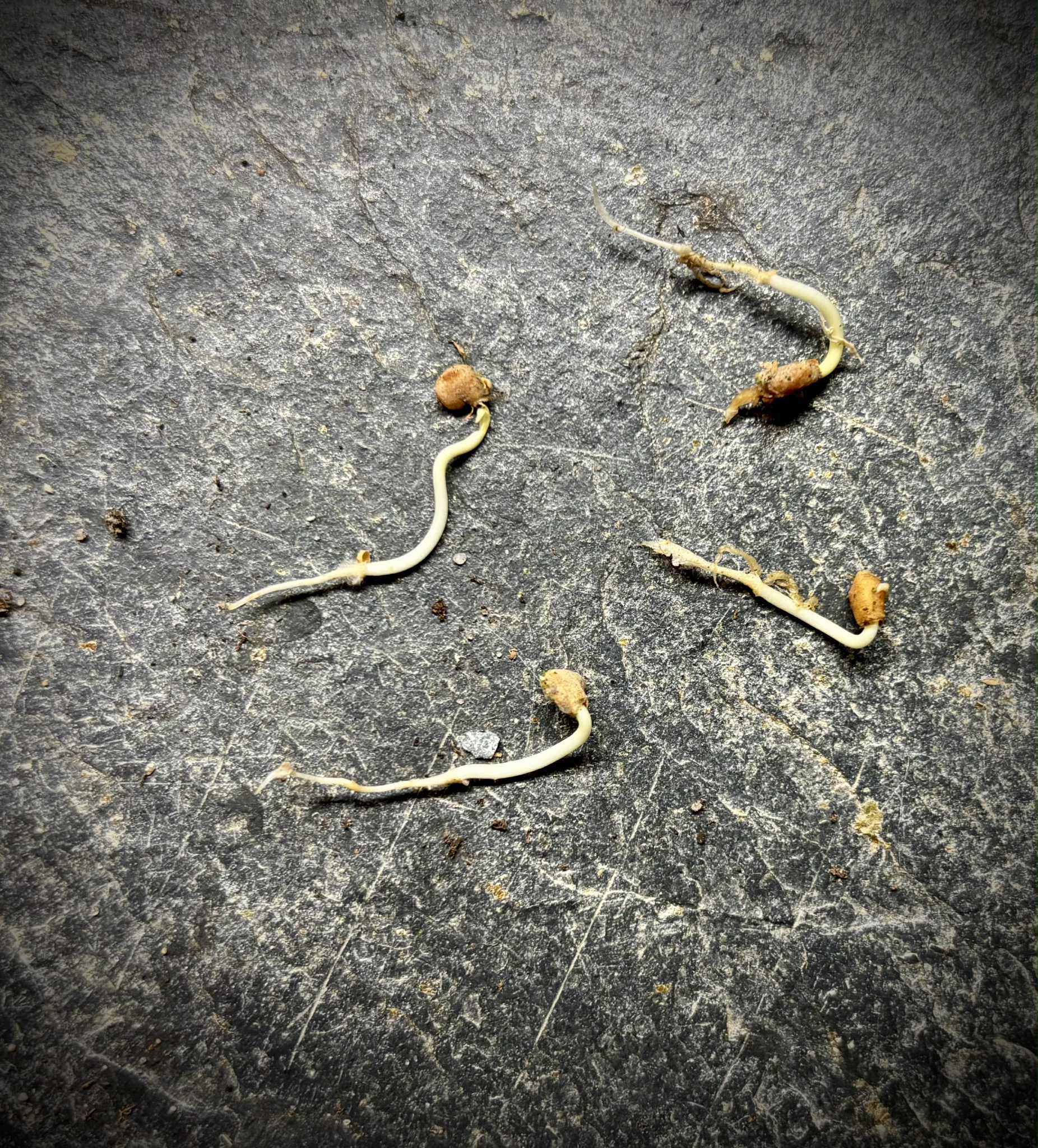 fruits after 2 years in Brasil - Psidium guajava  "Paluma"  - 3 germinated seeds / 3 gekeimte Samen 