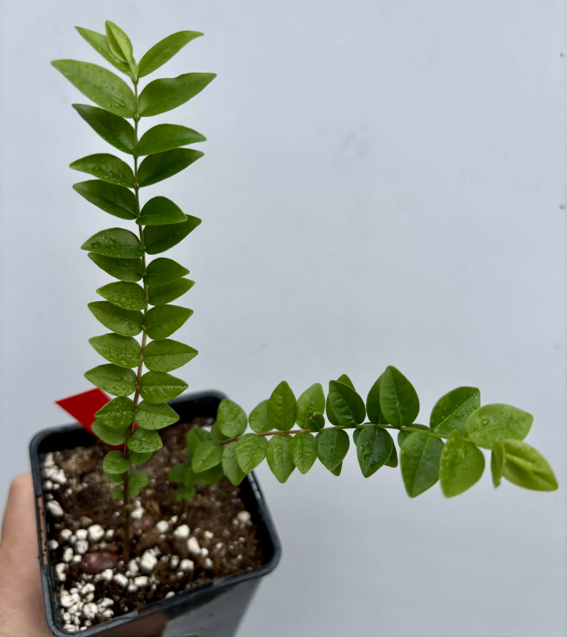 2 in 1 pot - Myrciaria sp Pastora - 2 seedlings in one pot / 2 Sämlinge in einem Topf