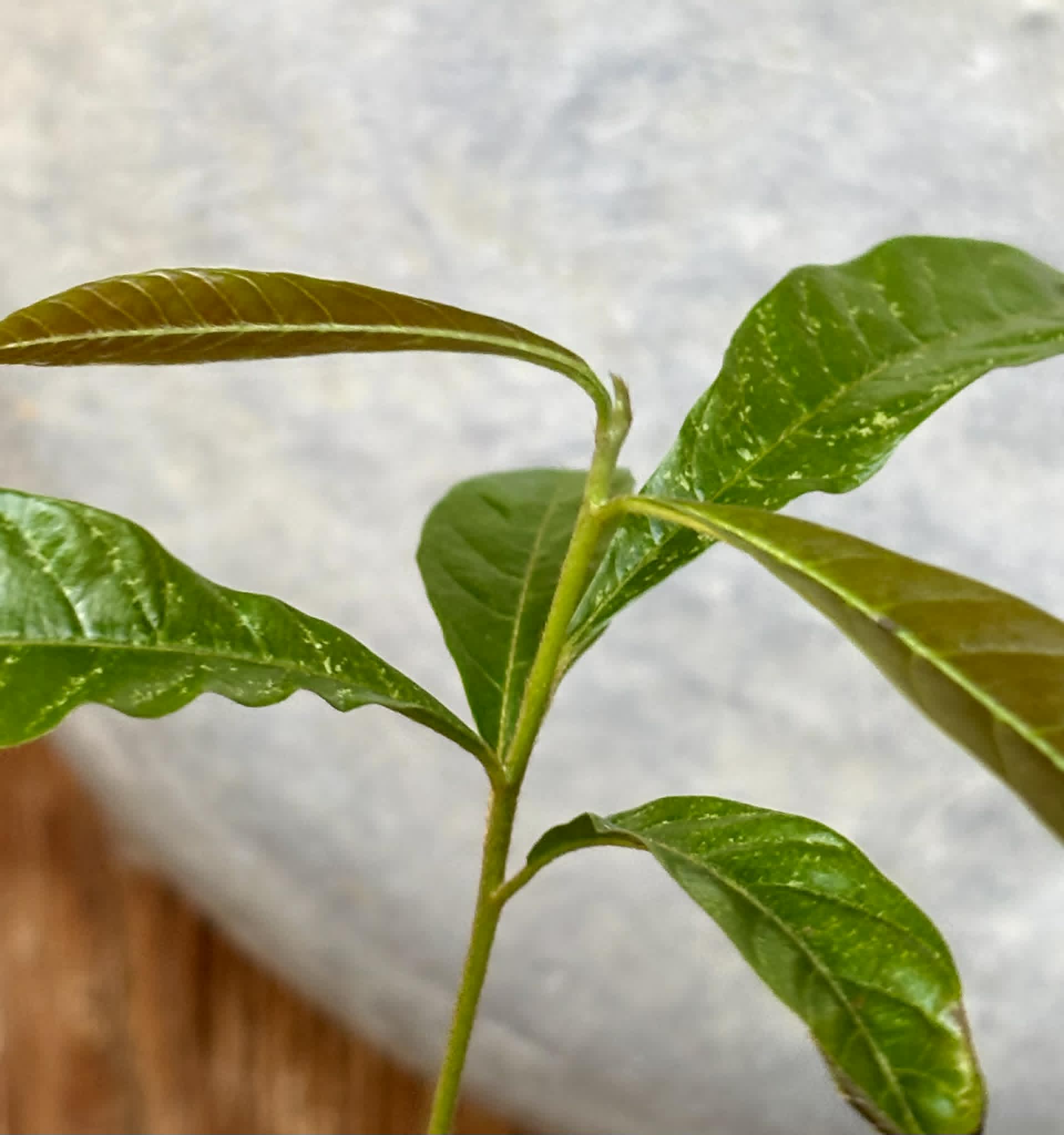 Pradosia sp Rondonia - 1 potted seedling / 1 getopfter Sämling