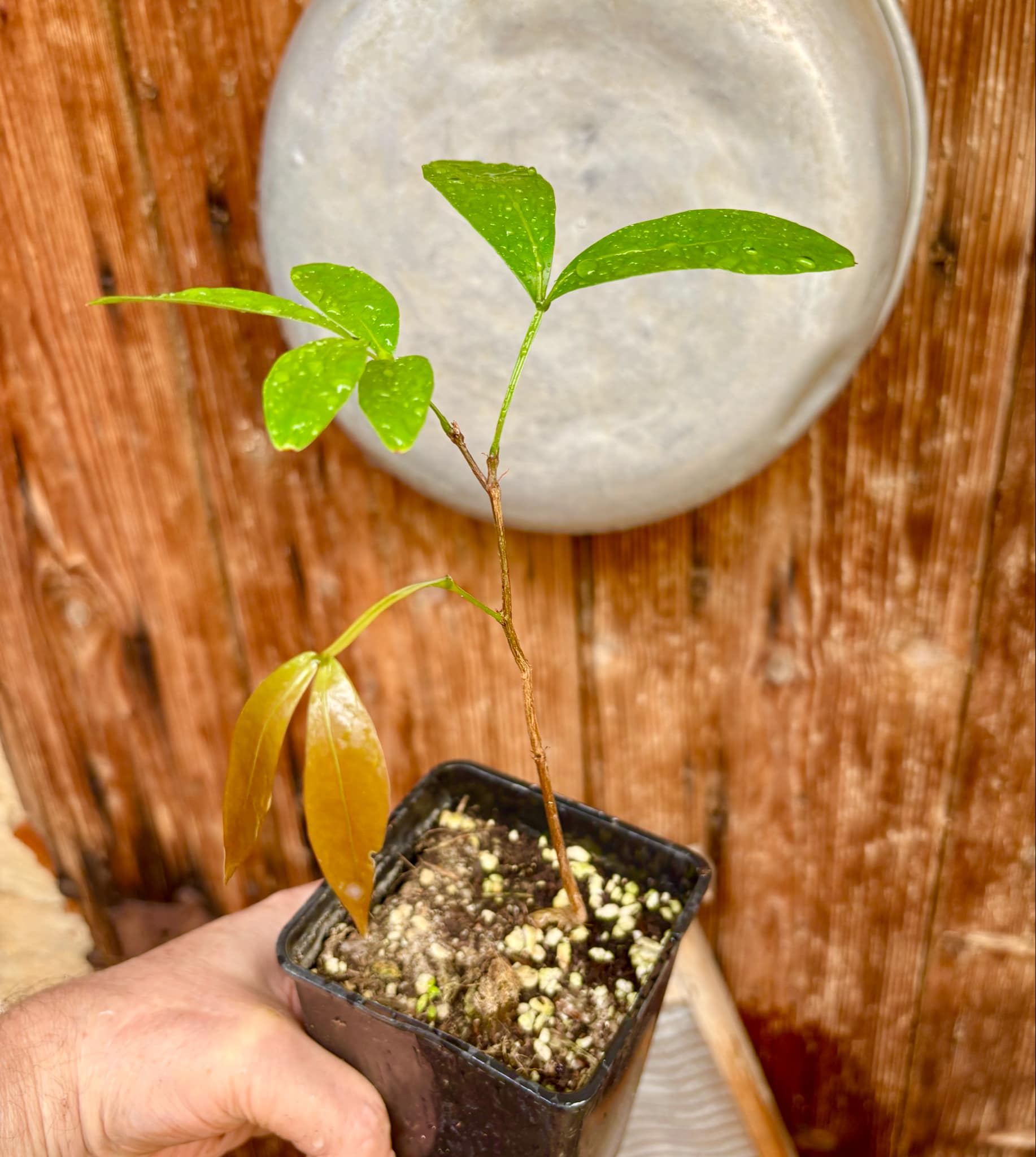 Inga laurina - 1 potted plant / 1 getopfte Pflanze Inga laurina - 1 potted plant / 1 getopfte Pflanze