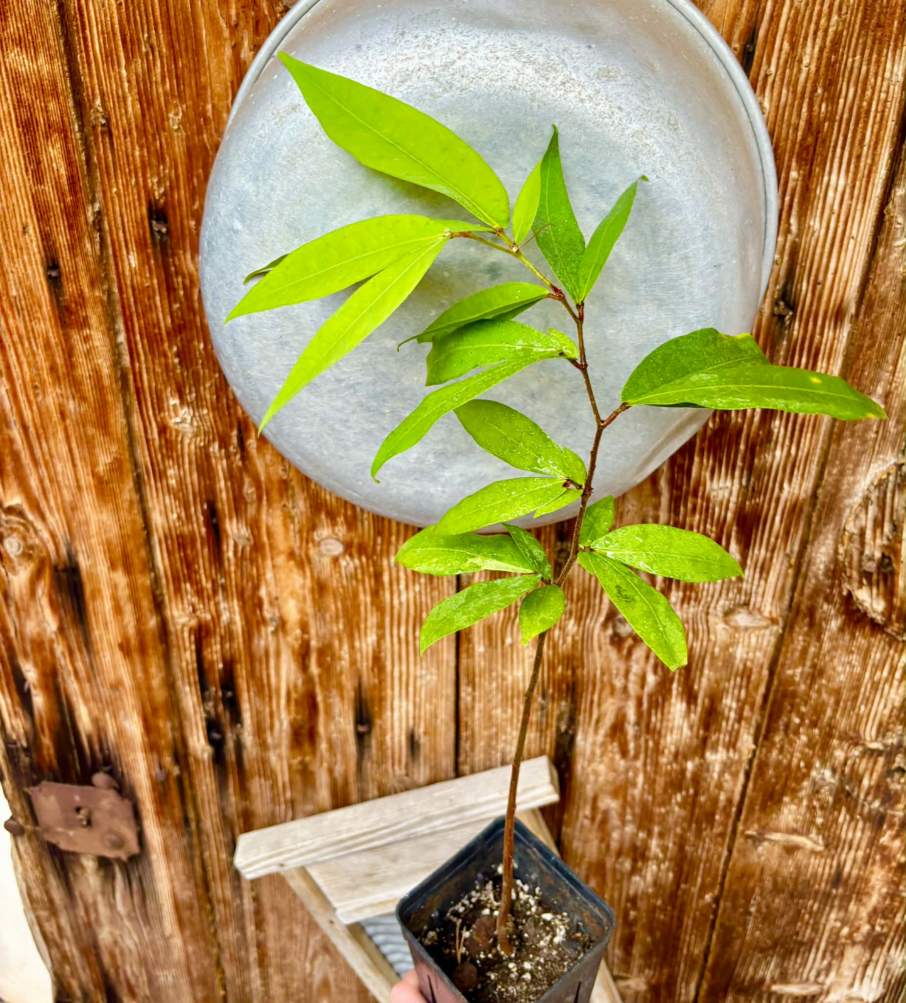 Kekatong (Cynometra malaccensis) - 1 potted plant / 1 getopfte Pflanze
