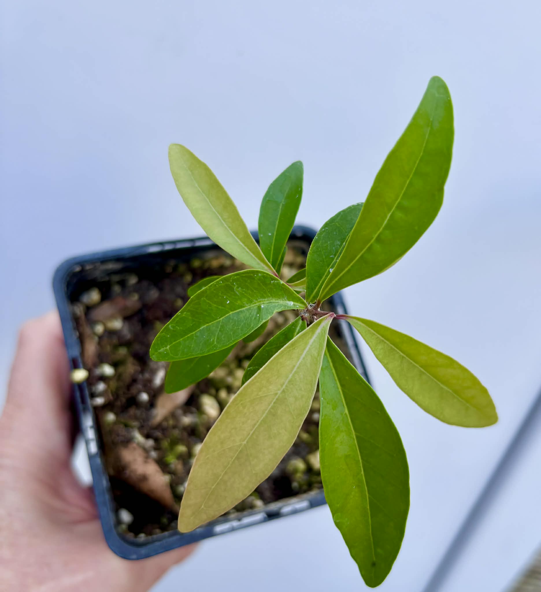Eugenia sp Nova Rio Guari - 1 potted seedling / 1 getopfter Sämling