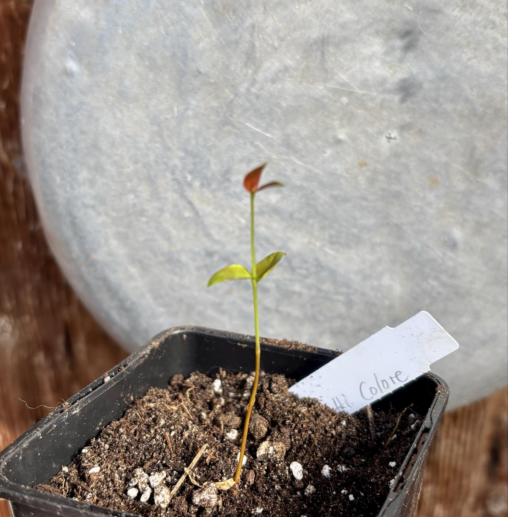 Eugenia uniflora var. Tutti Colore - 1 small potted seedling / 1 kleiner, getopfter Sämling Eugenia uniflora var. Tutti Colore - 1 small potted seedling / 1 kleiner, getopfter Sämling