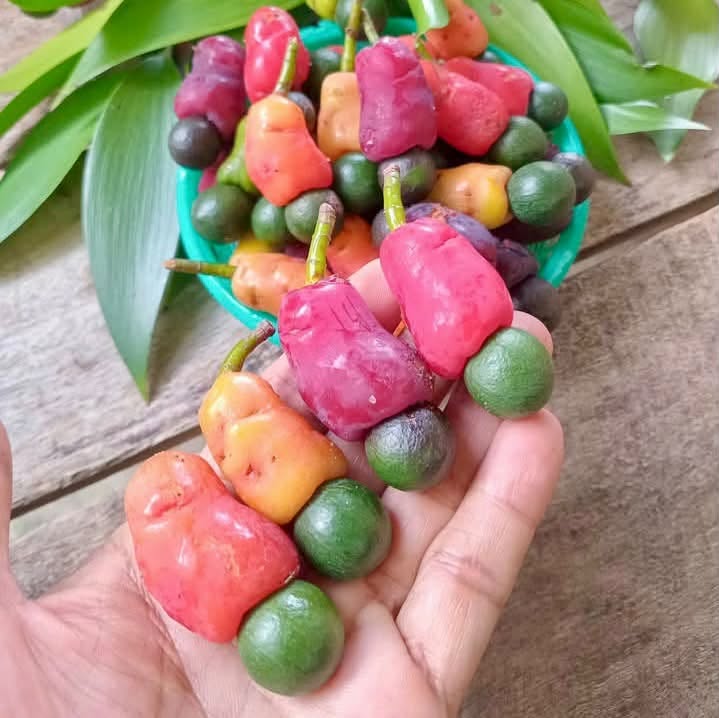Podocarpus neriifolius (Khun Mai) - 1 fresh seed / 1 frischer Samen