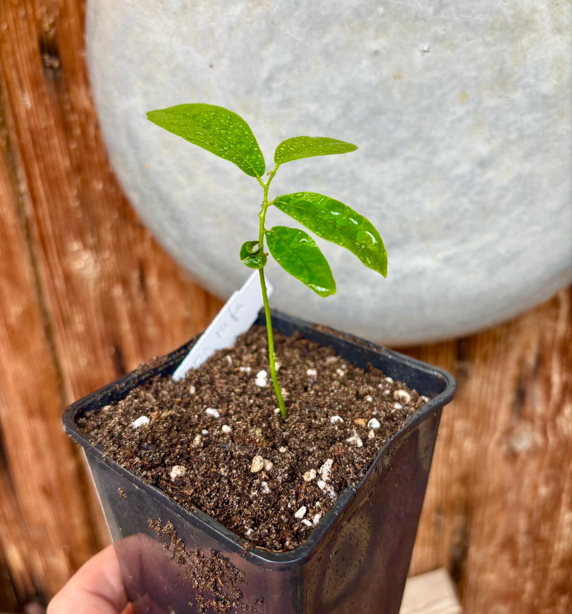 Uvaria rufa -  1 potted plant / 1 getopfte Pflanze