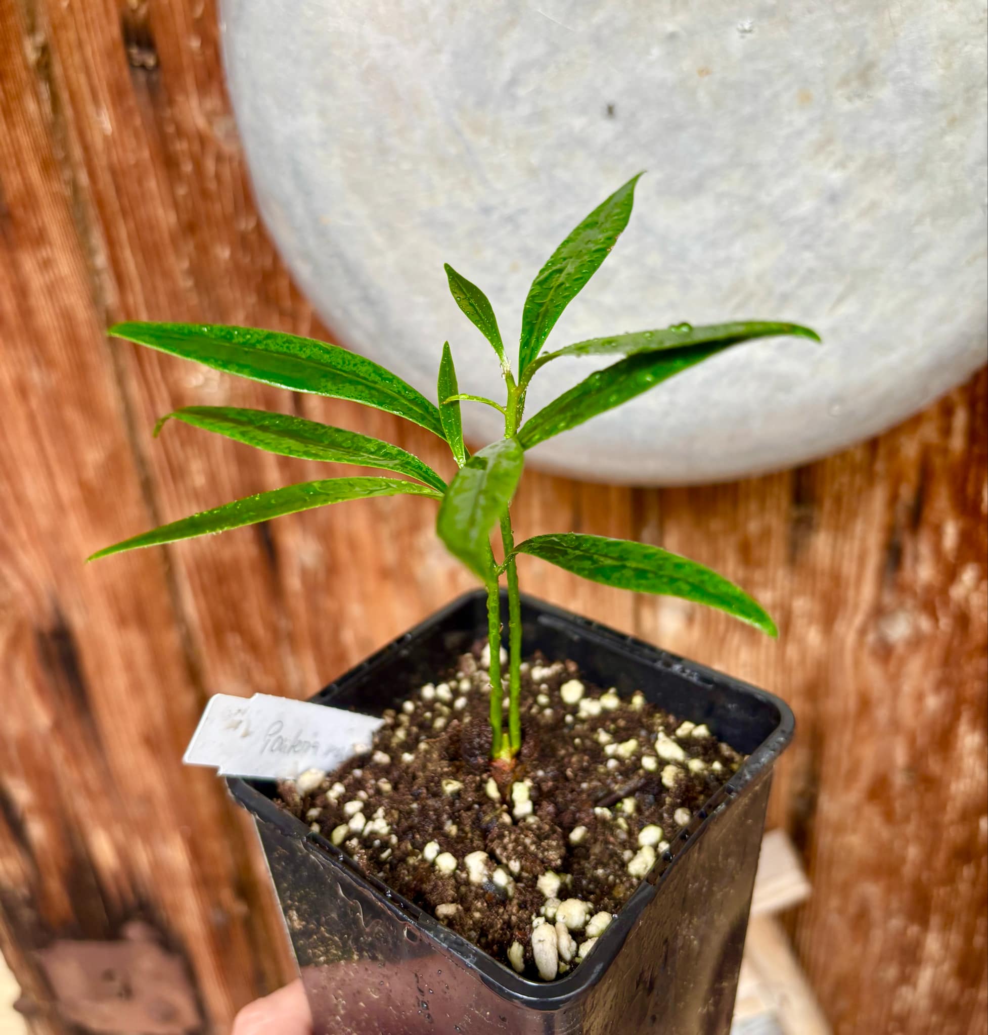 Pouteria macahensis - 1 small potted seedling / 1 kleiner, getopfter Sämling Pouteria macahensis - 1 small potted seedling / 1 kleiner, getopfter Sämling