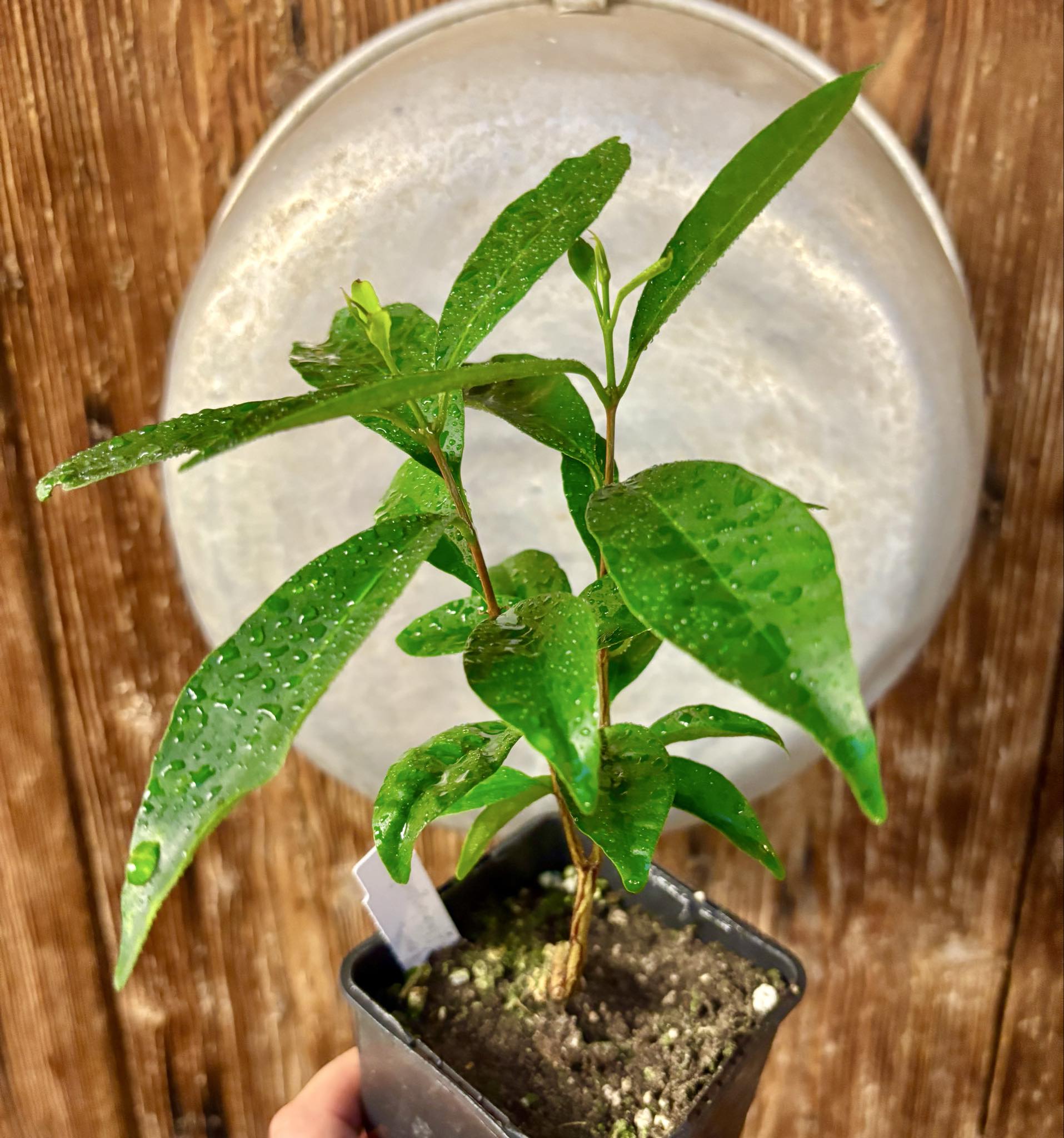 Eugenia flamingensis - 1 potted seedling / 1 getopfter Sämling