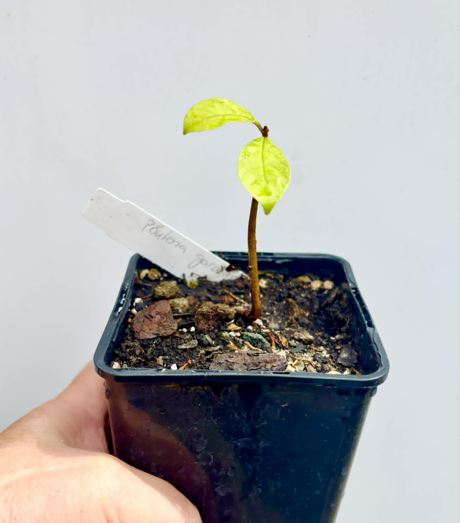 Pouteria gardneri - 1 potted seedling / 1 getopfter Sämling