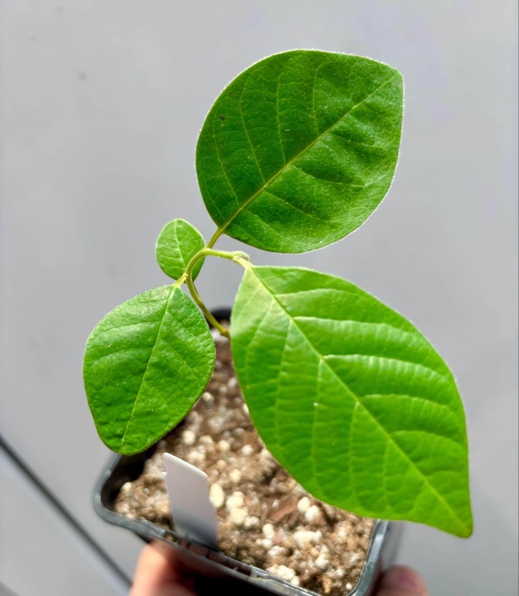 Annona sylvatica - 1 potted plant / 1 getopfte Pflanze