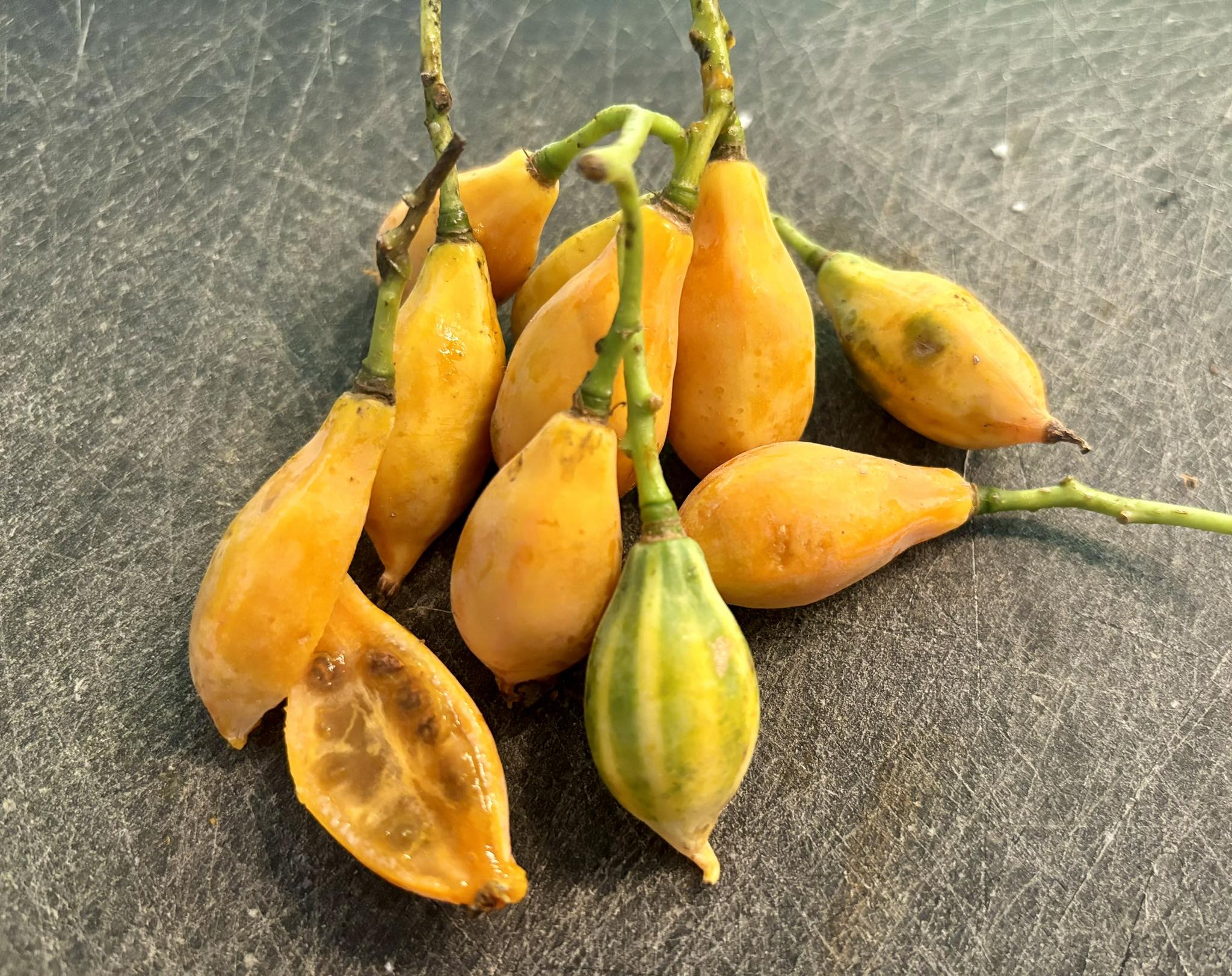 Oakleaf Papaya (Carica querzifolia) -  1 potted plant / 1 getopfte Pflanze