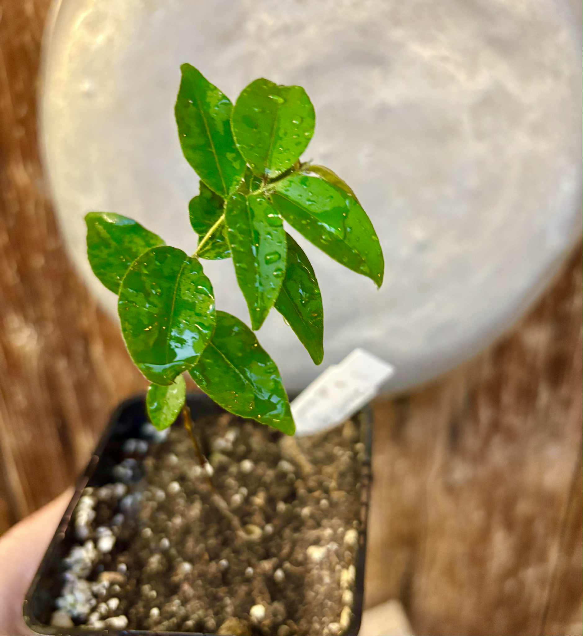 Eugenia sp Guajuba suave -  1 potted seedling / 1 getopfter Sämling