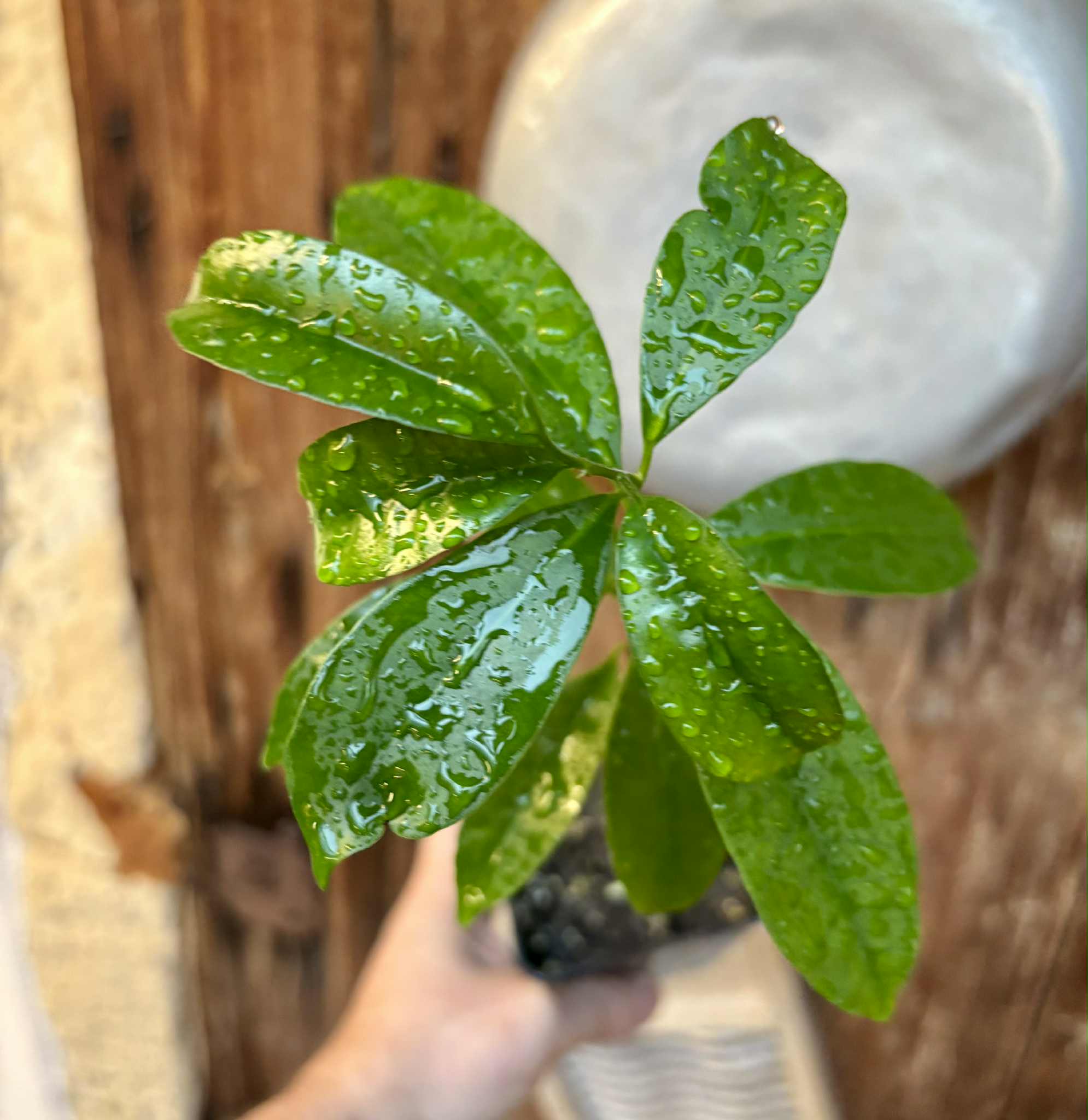 Ultra rare - Barapiroca Acu (Calycolpus legrandii) - 1 potted plant / 1 getopfte Pflanze Ultra rare - Barapiroca Acu (Calycolpus legrandii) - 1 potted plant / 1 getopfte Pflanze