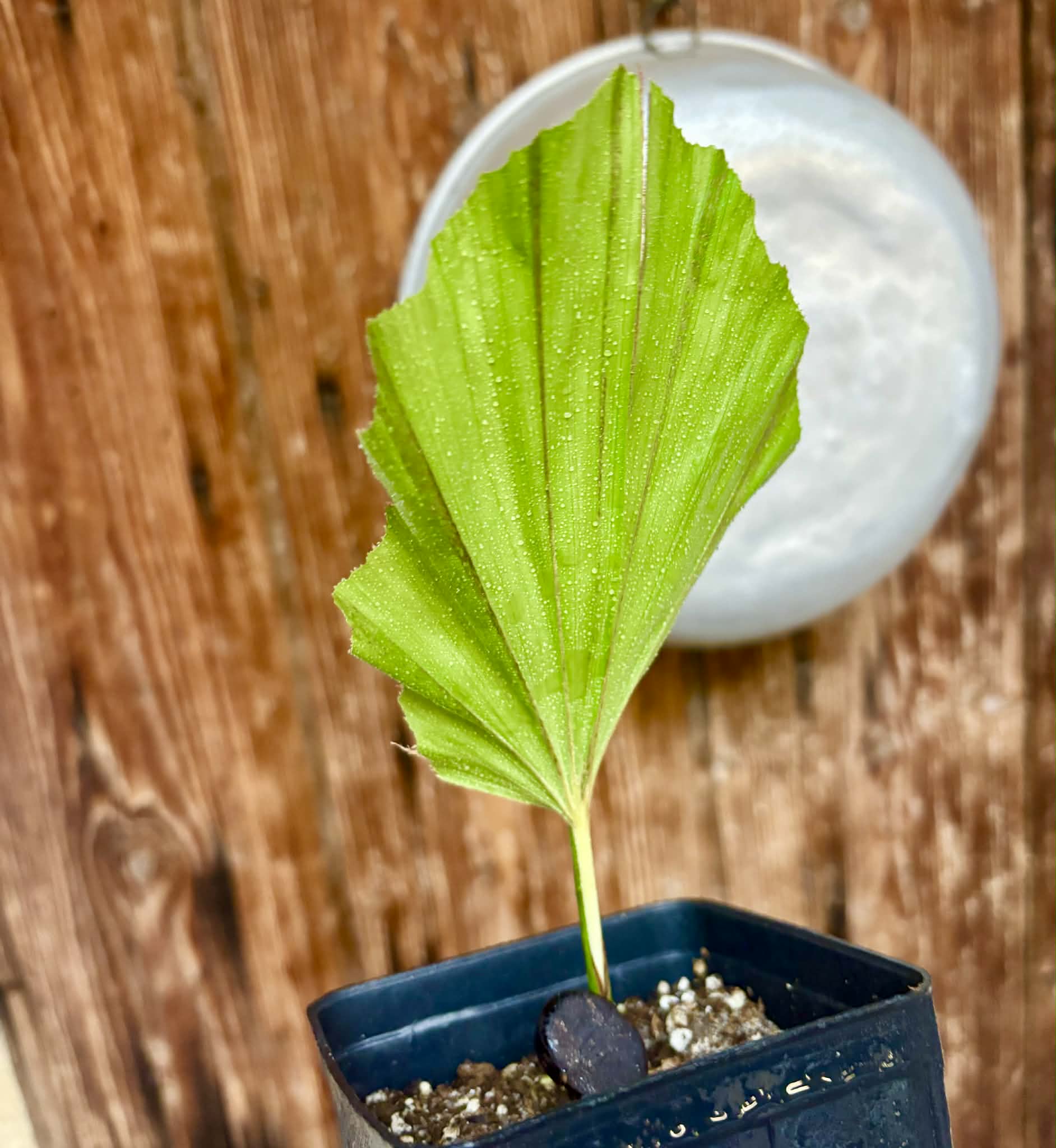 Wallichia disticha -  1 potted seedling / 1 getopfter Sämling
