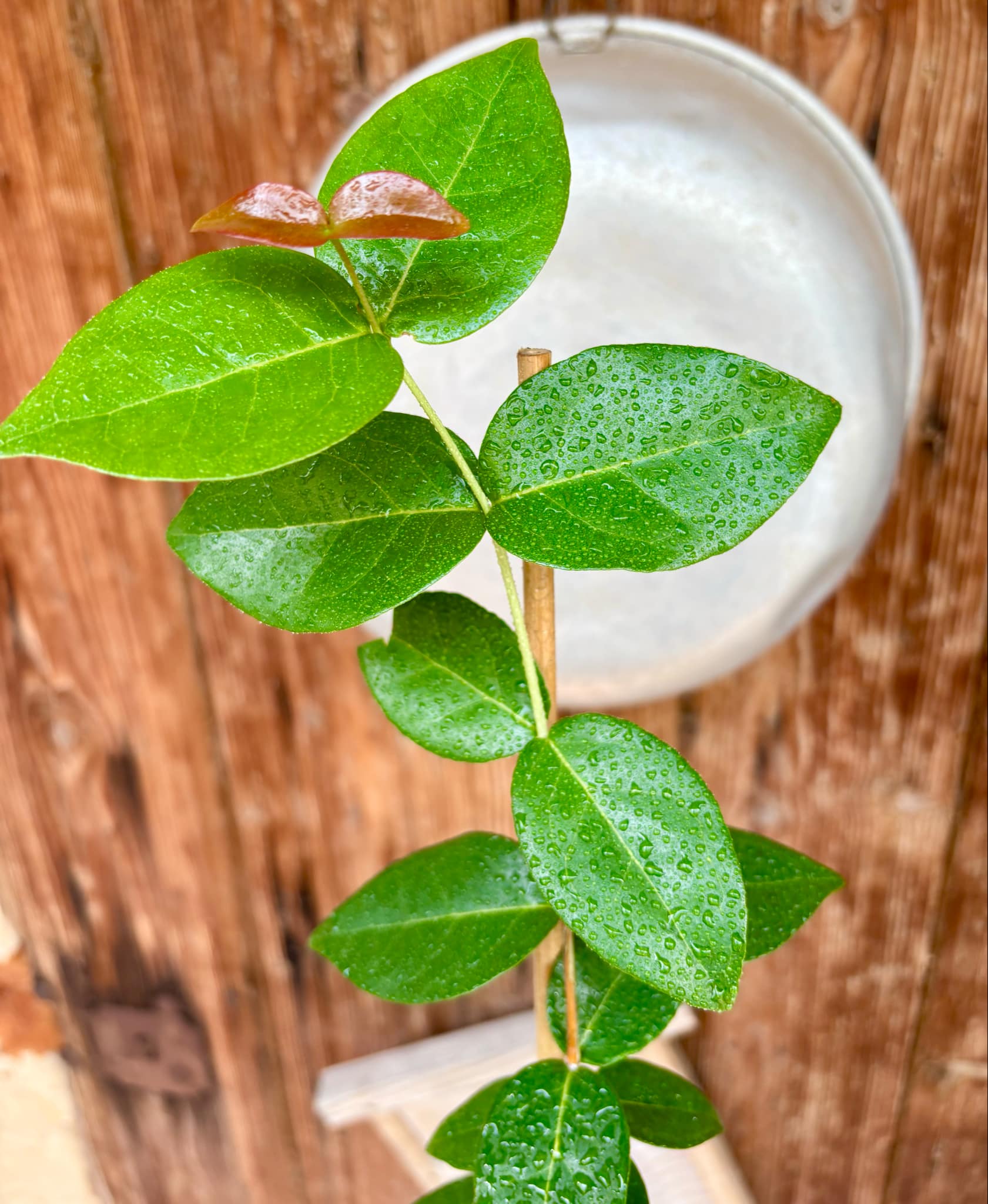 Eugenia pitanga - 1 potted plant / 1 getopfte Pflanze