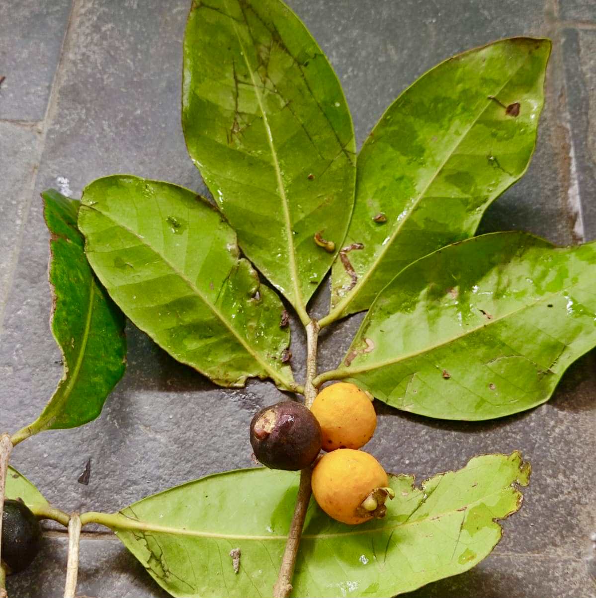 Eugenia rotundifolia var. Camamu - 1 germinated seed / 1 gekeimter Samen Eugenia rotundifolia var. Camamu - 1 germinated seed / 1 gekeimter Samen