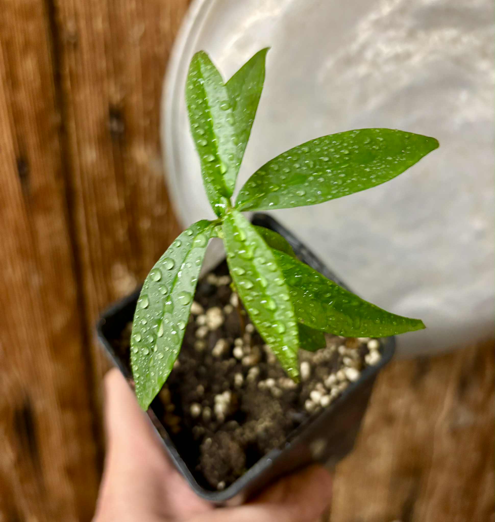 Eugenia pruniformis - Ameixa da Preta - 1 potted plant / 1 getopfte Pflanze