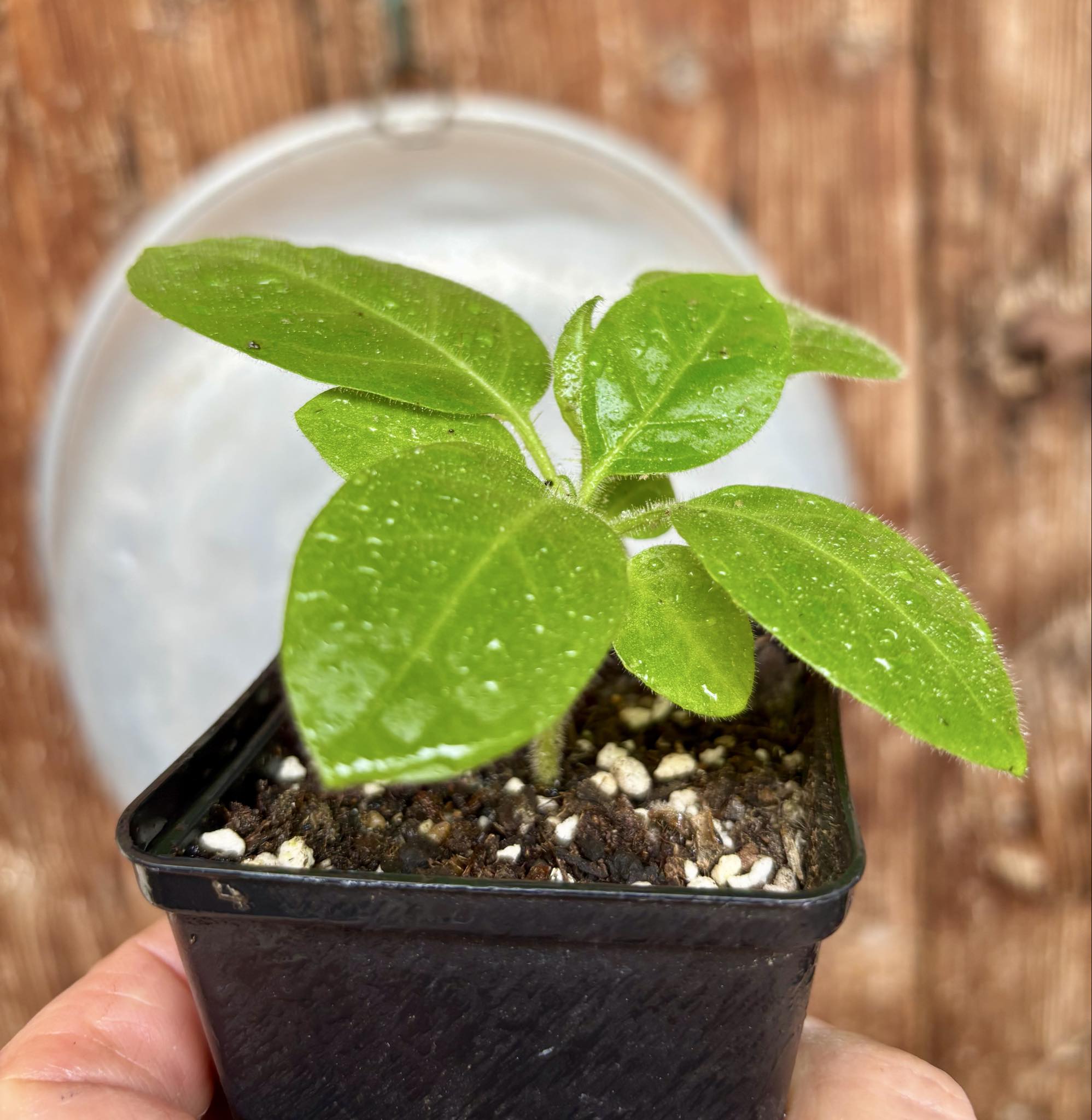 Solanum rumpincola - 1 small potted seedling / 1 kleiner, getopfter Sämling
