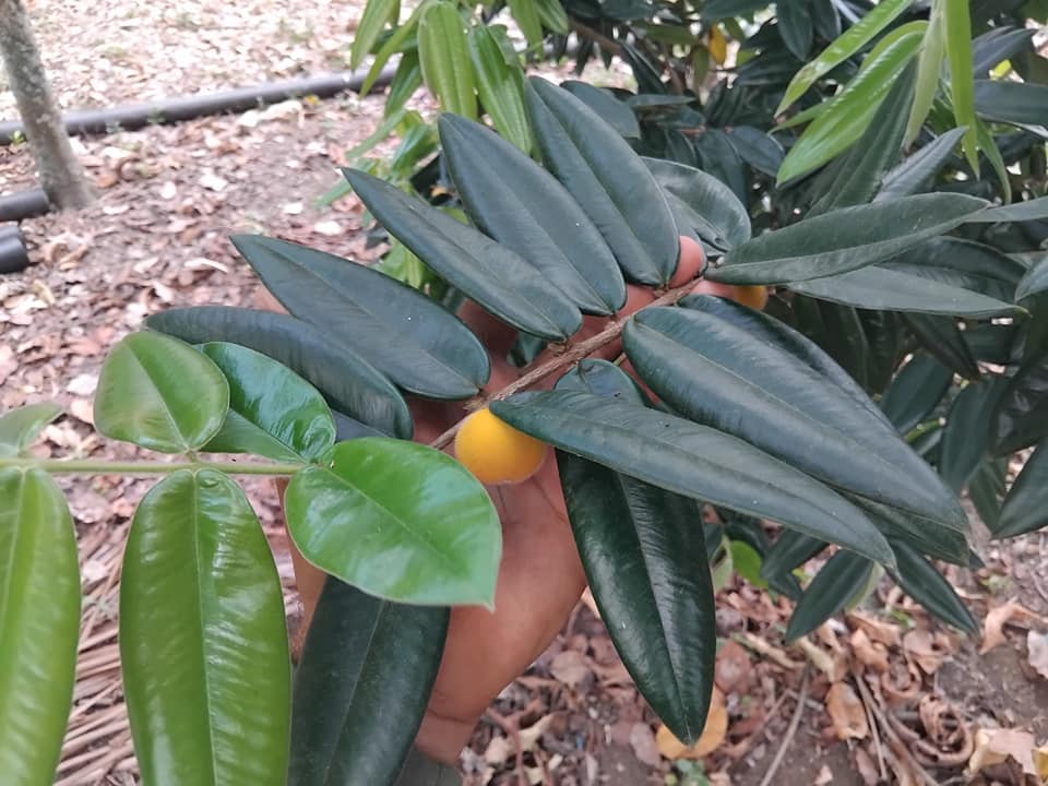 9 years old - Yellow Jaboticaba (Myrciaria glazioviana) - 1 potted plant / 1 getopfte Pflanze 