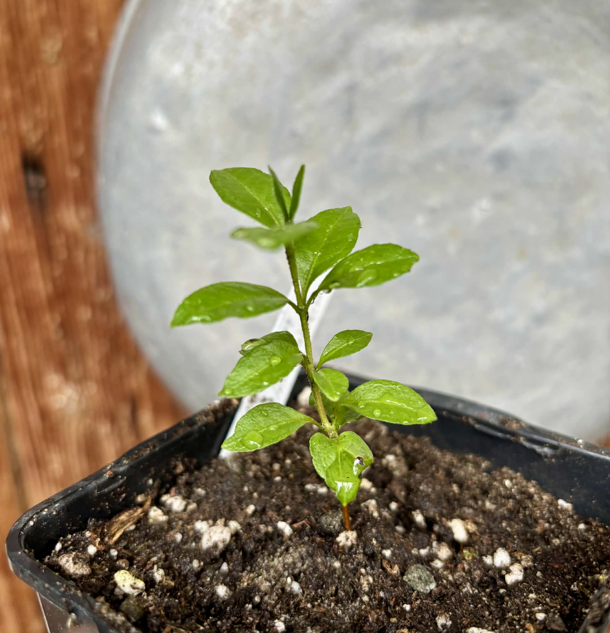 Psidium sp Anacardium -  1 potted seedling / 1 getopfter Sämling