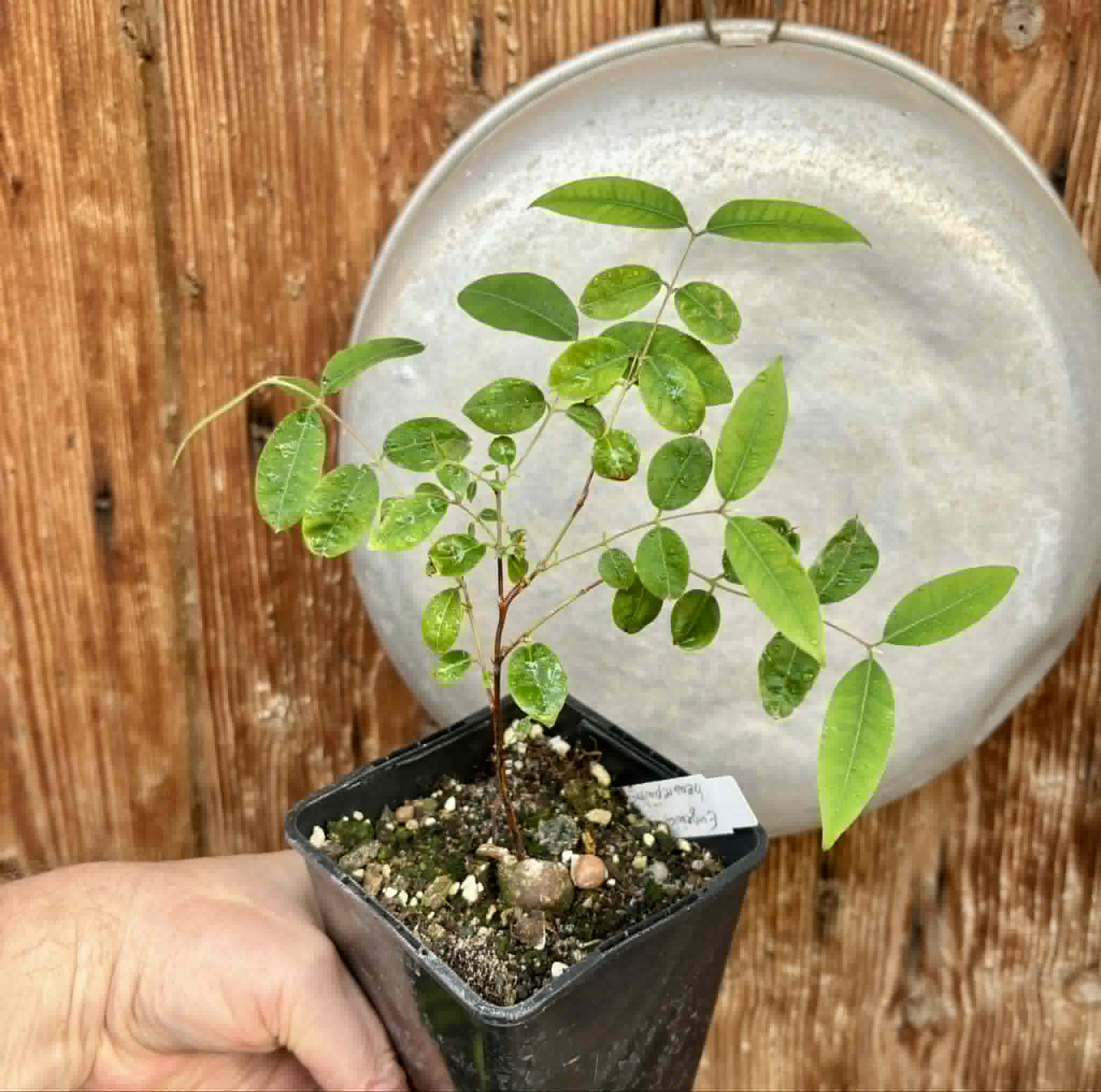 Uvaia do Visconde (Eugenia beaurepairiana) - potted seedling / 1 getopfter Sämling