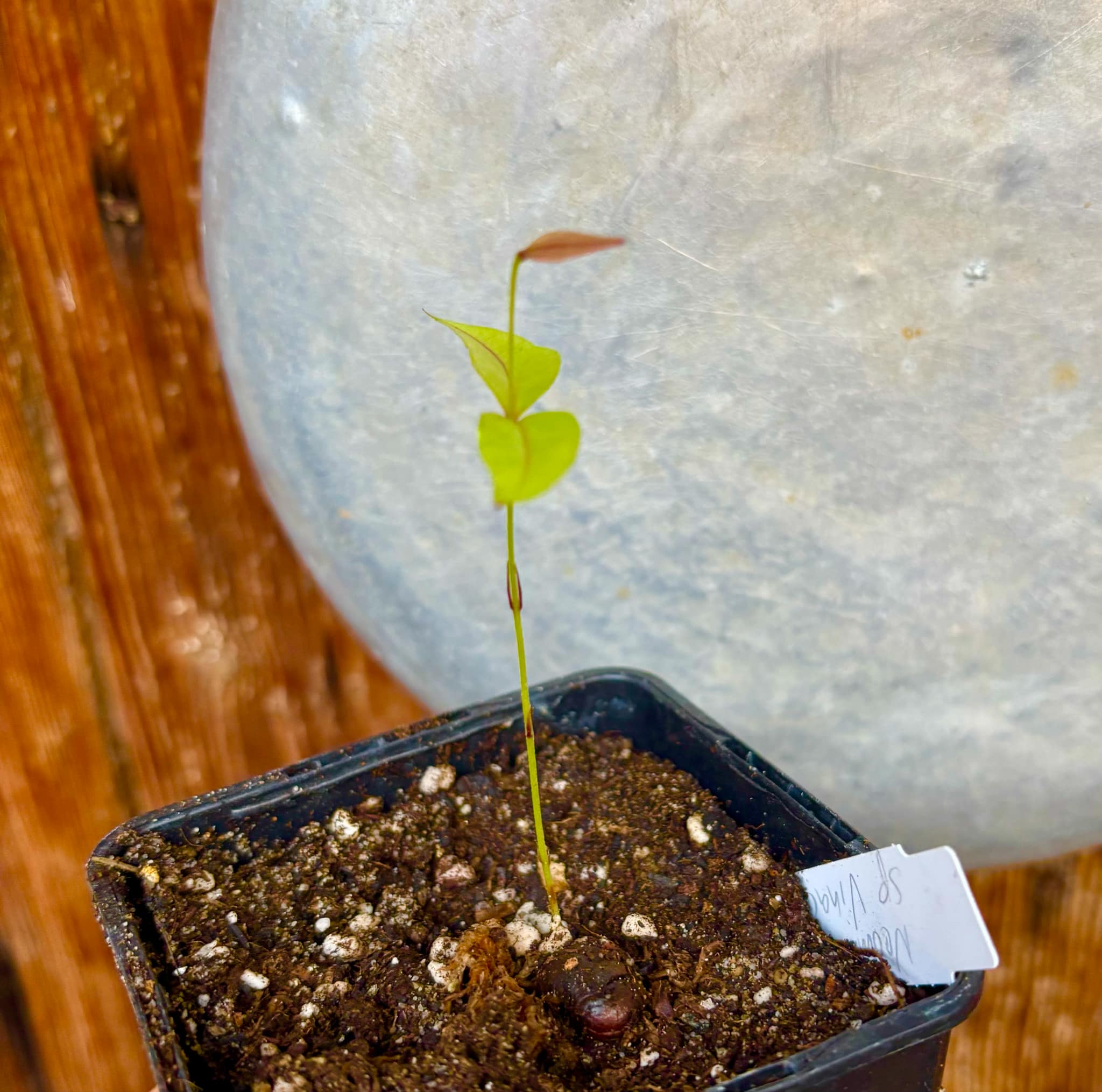 Neomitranthes sp Vinaceo - 1 small potted seedling / 1 kleiner, getopfter Sämling