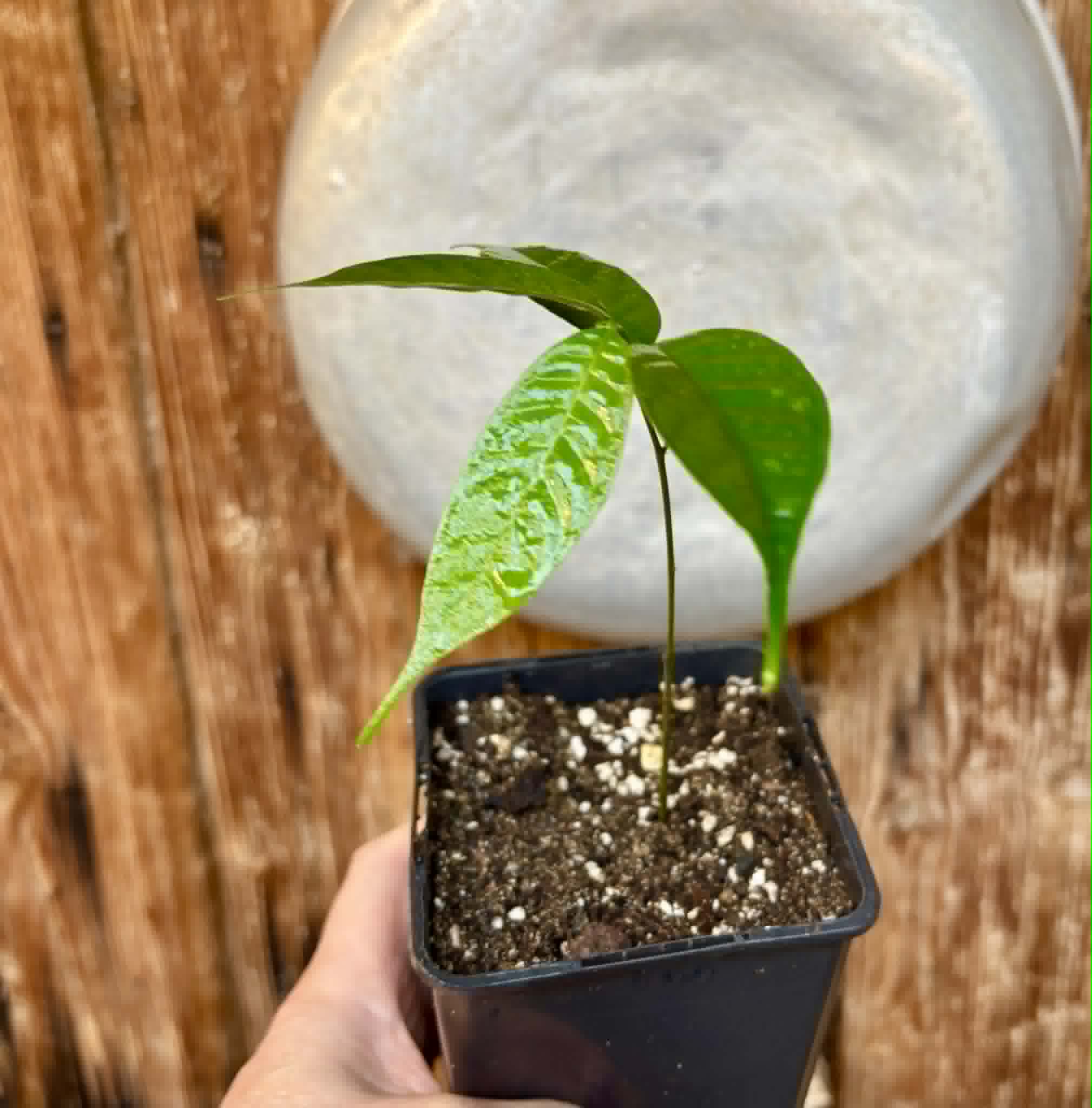 Kesusu (Prainea limpato) - 1 potted seedling / 1 getopfter Sämling