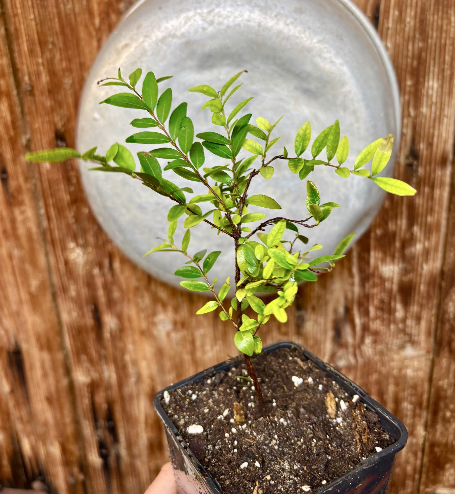 two years old - Uvaia - Eugenia pyriformis -  1 potted plant / 1 getopfte Pflanze