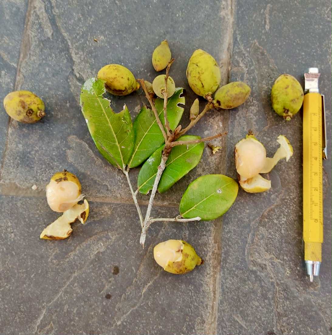 Melicoccus sp Bahia - 1 fresh seed / 1 frischer Samen