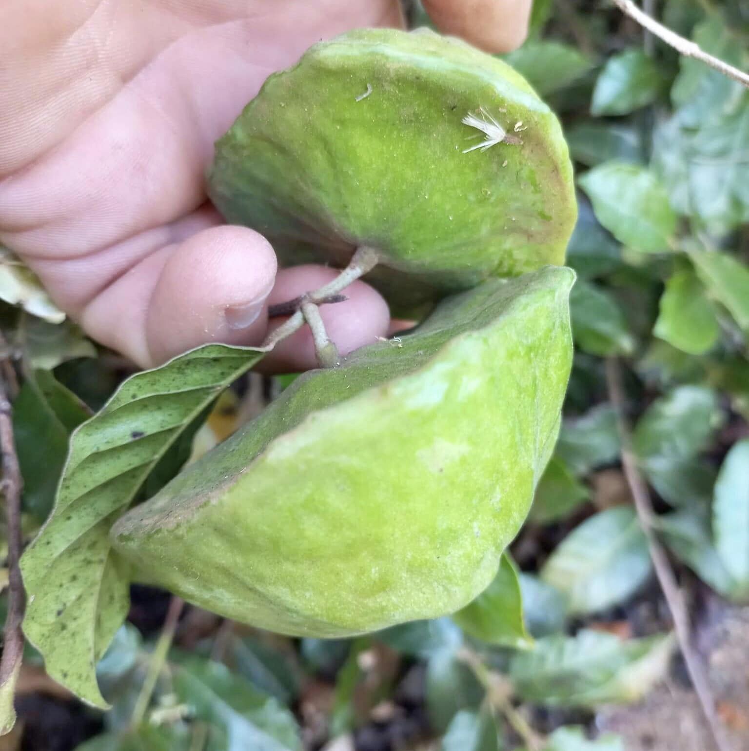 Campomanesia phaea - Flying Saucer Fruit - Cambuci  - 1  potted plant / 1 getopfte Pflanze