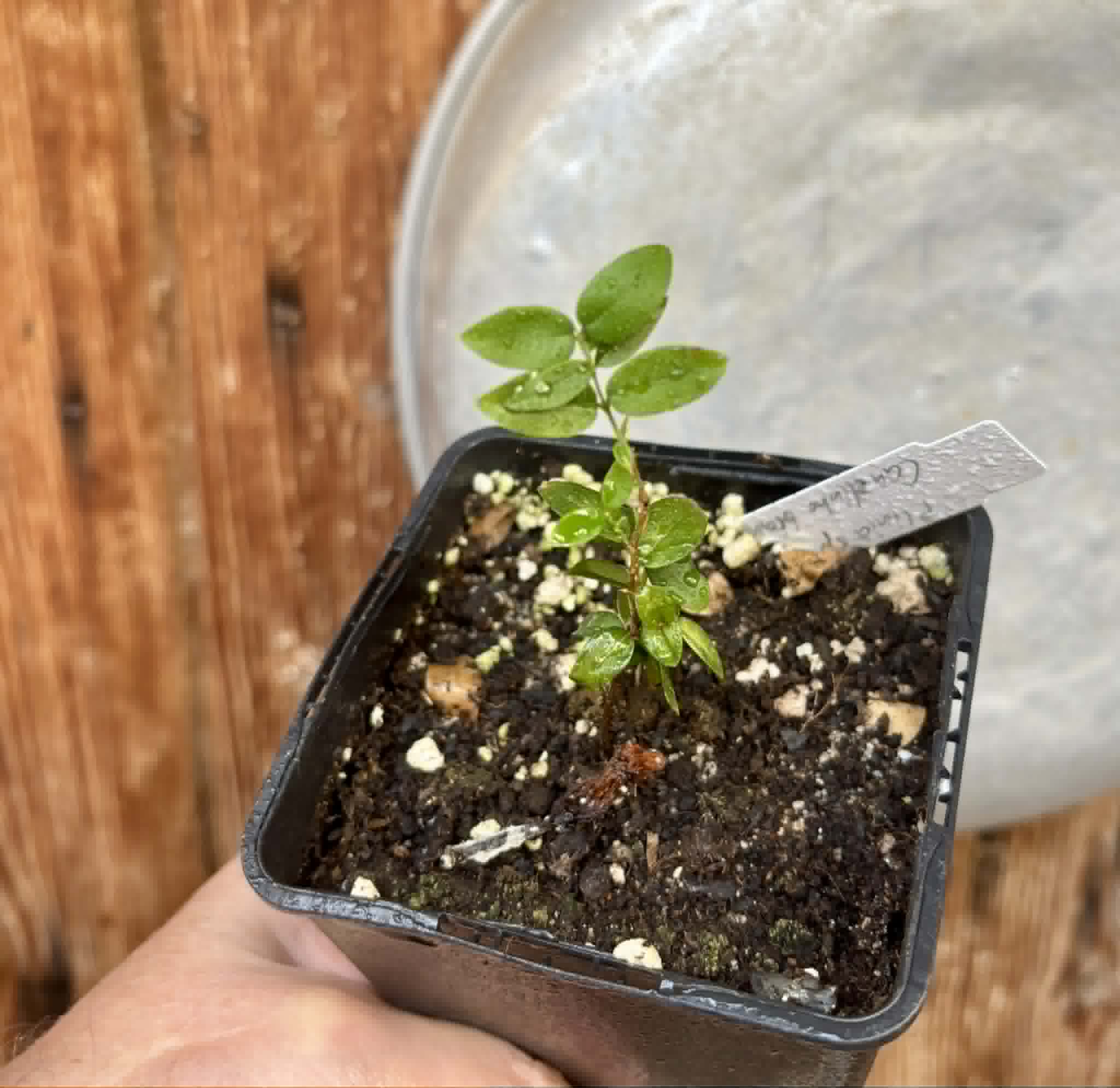 Jaboticaba - Plinia sp Canelinha Polpa branca - 1 potted seedling / 1 getopfter Sämling