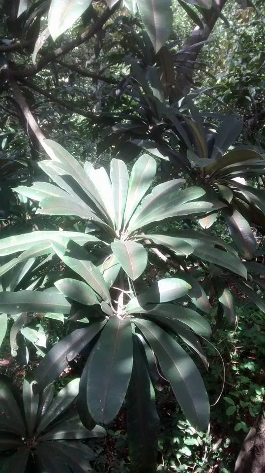 Manilkara longifolia - 1 germinated seeds / 1 gekeimter Samen Manilkara longifolia - 1 germinated seeds / 1 gekeimter Samen