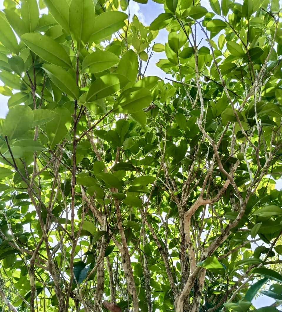 Eugenia sp Plinioides - Rare exotic plant and seeds - Seltene exotische Pflanze und Samen