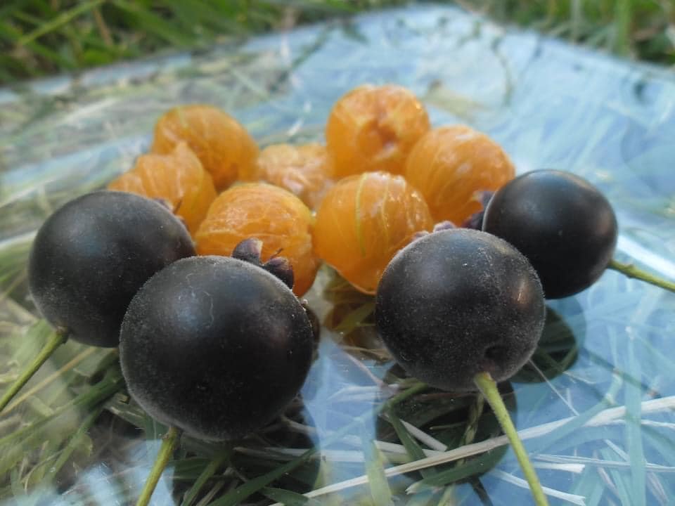 9 years old - Guabiju (Myrcianthes pungens) - 1 potted plant / 1 getopfte Pflanze