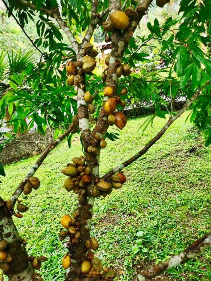 Nam Nam (Cynometra cauliflora) -  1 potted seedling / 1 getöpfter Sämling