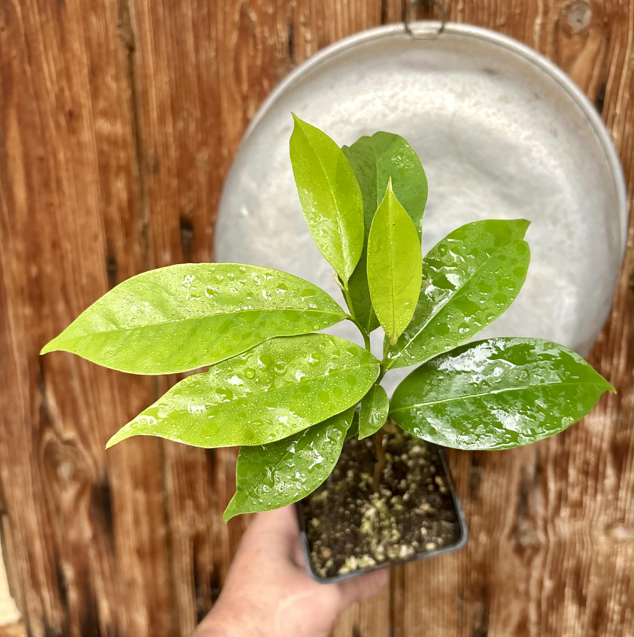 Annona muricata - Soursop / Stachelannone - 1 potted plant / 1 getopfte Pflanze