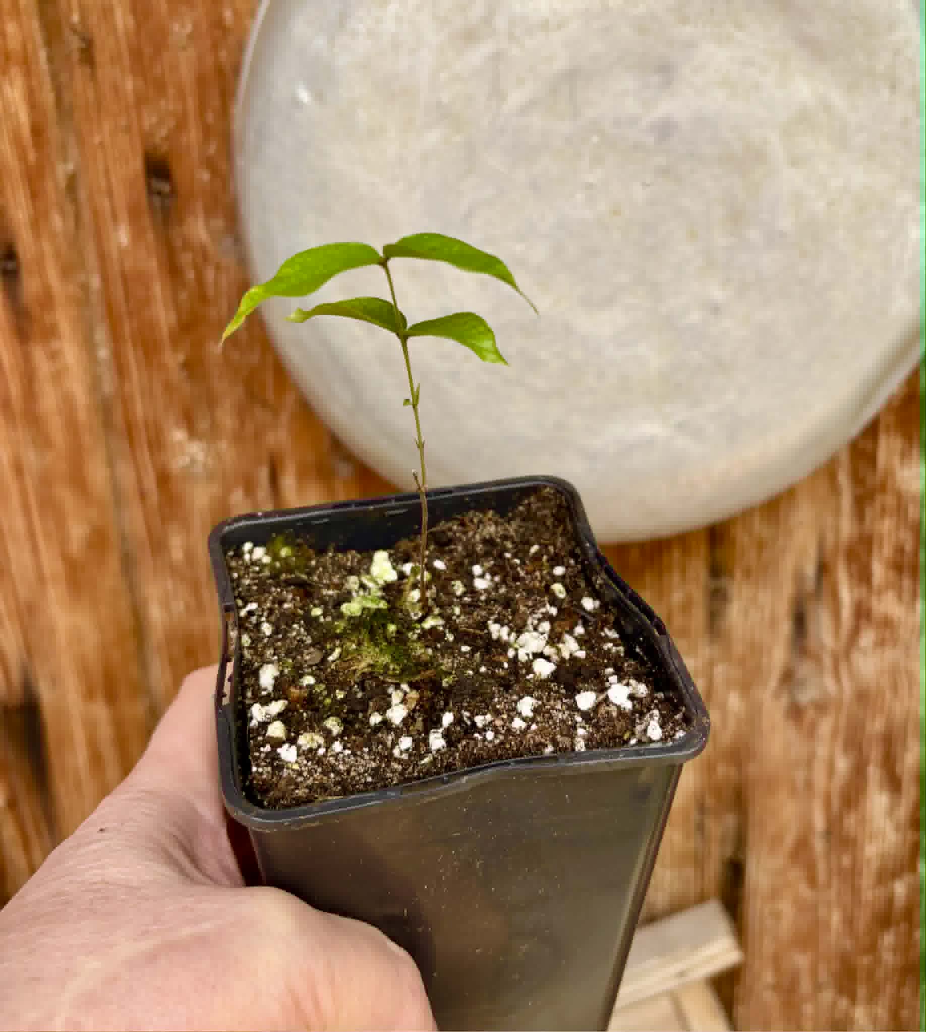 Plinia povedae - 1 potted seedling / 1 getopfter Sämling