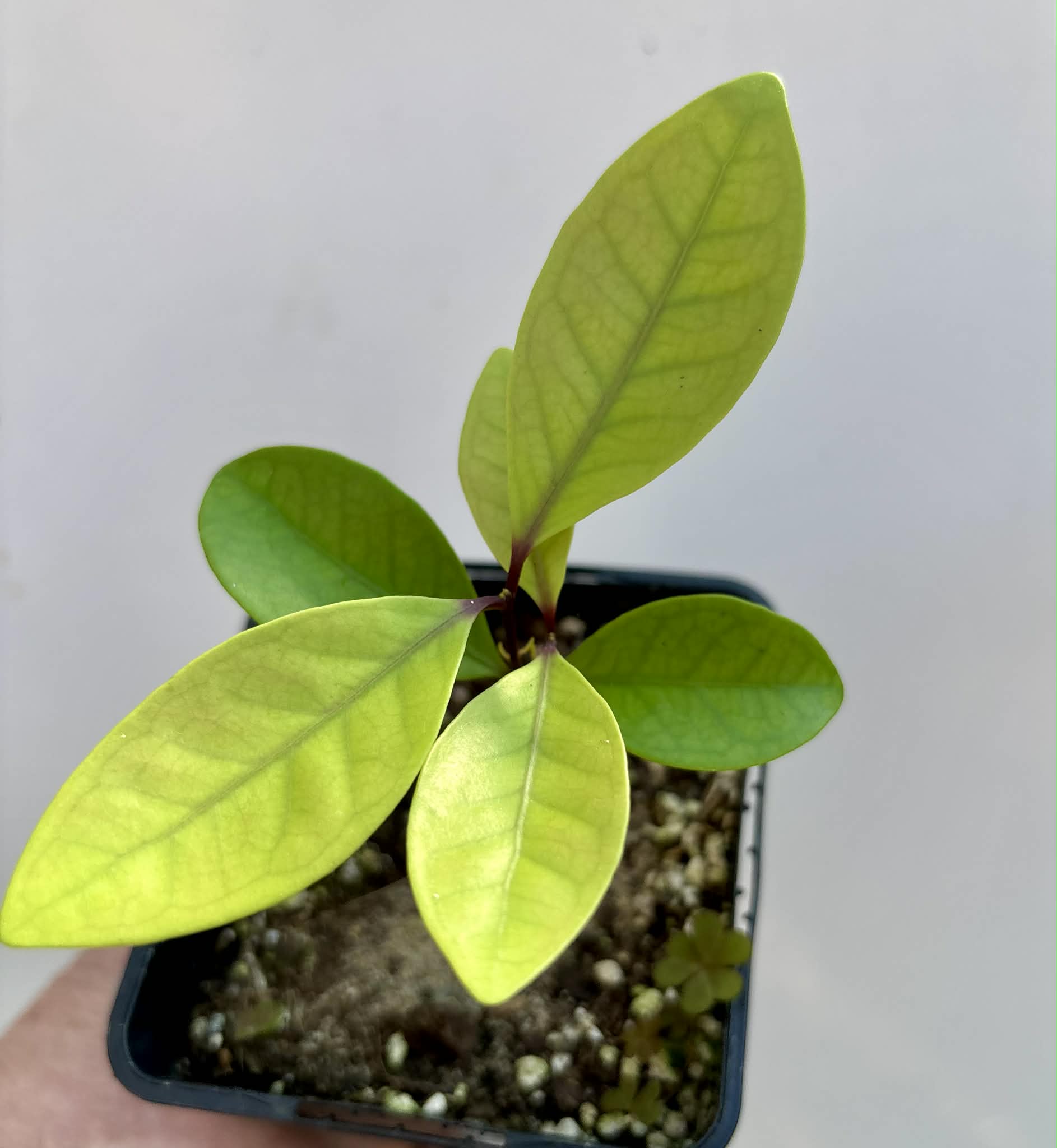 Eugenia rotundifolia var. Maruim - 1 potted seedling / 1 getopfter Sämling