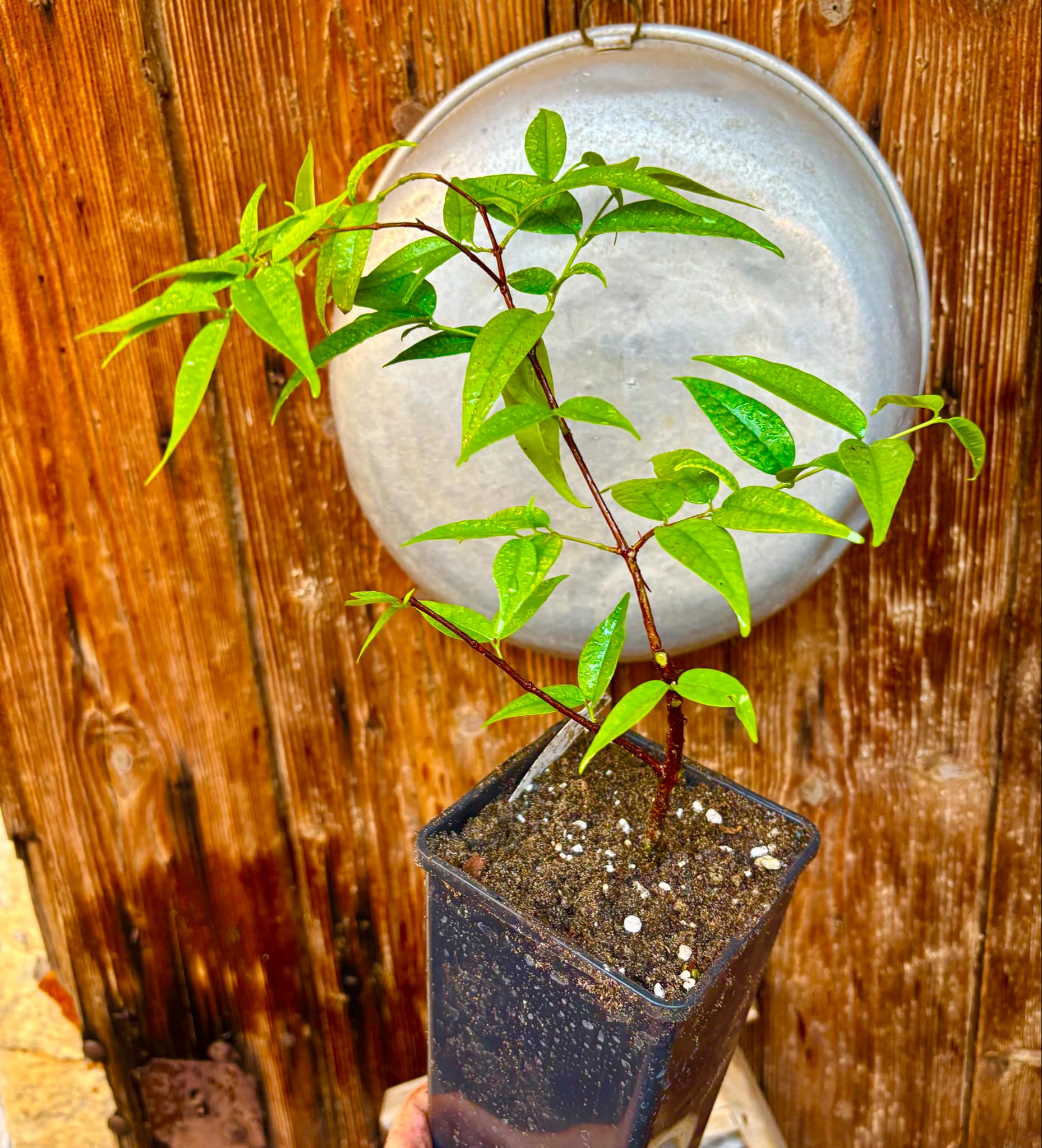 Eugenia anthropophaga - 1 potted plant / 1 getopfte Pflanze