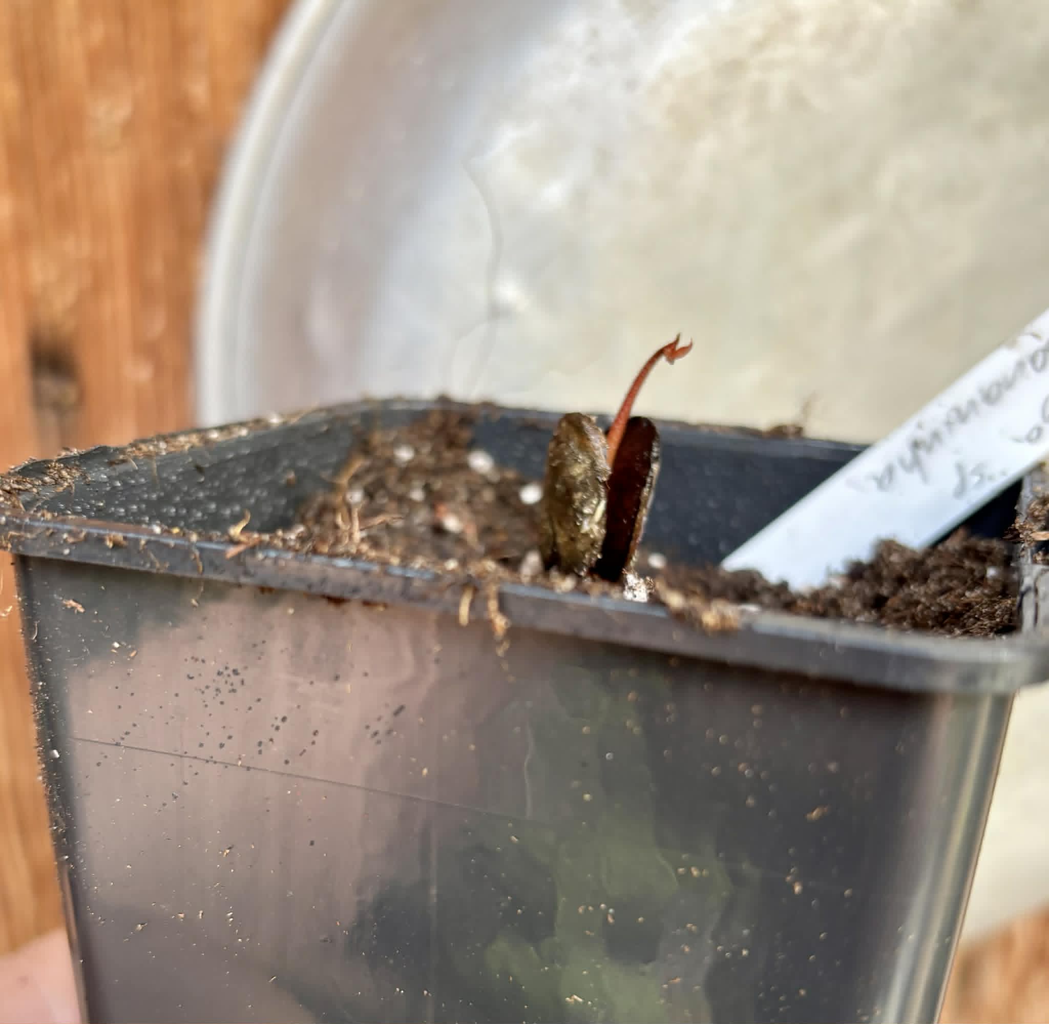 Inga sp Bananinha -  1 potted seedling  / 1 getopfter Sämling